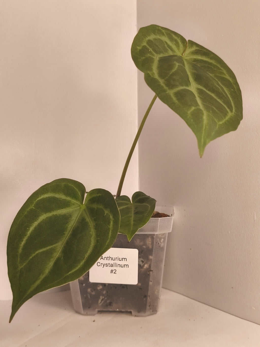 Anthurium Crystallinum #2