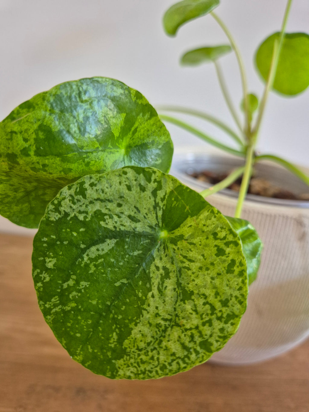 Pilea Peperomioides Mojito #2