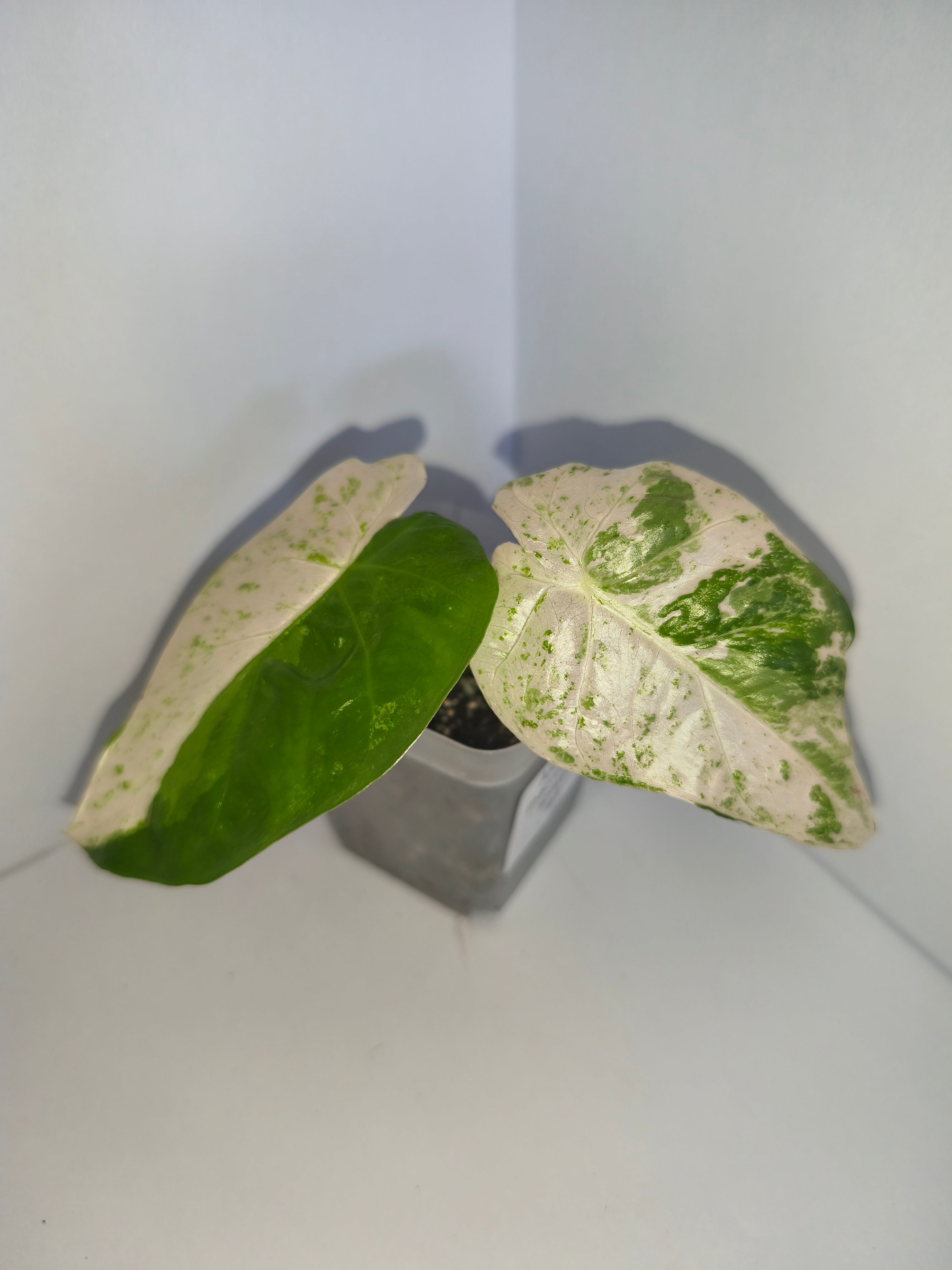 Alocasia Macrorrhiza splash #5
