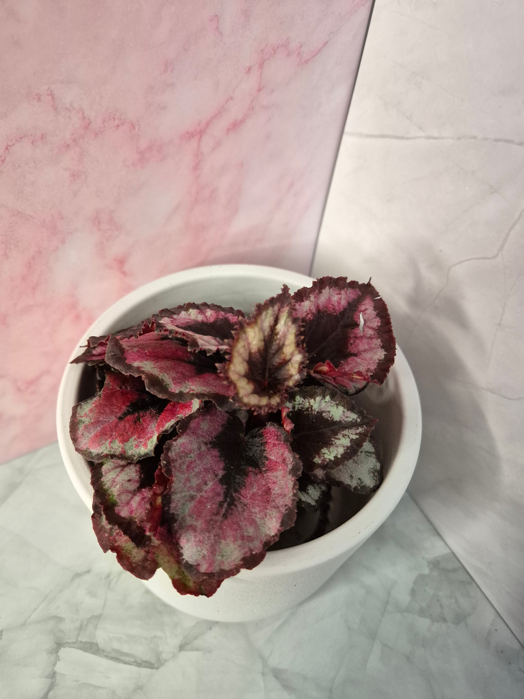 Begonia Red Heart #1