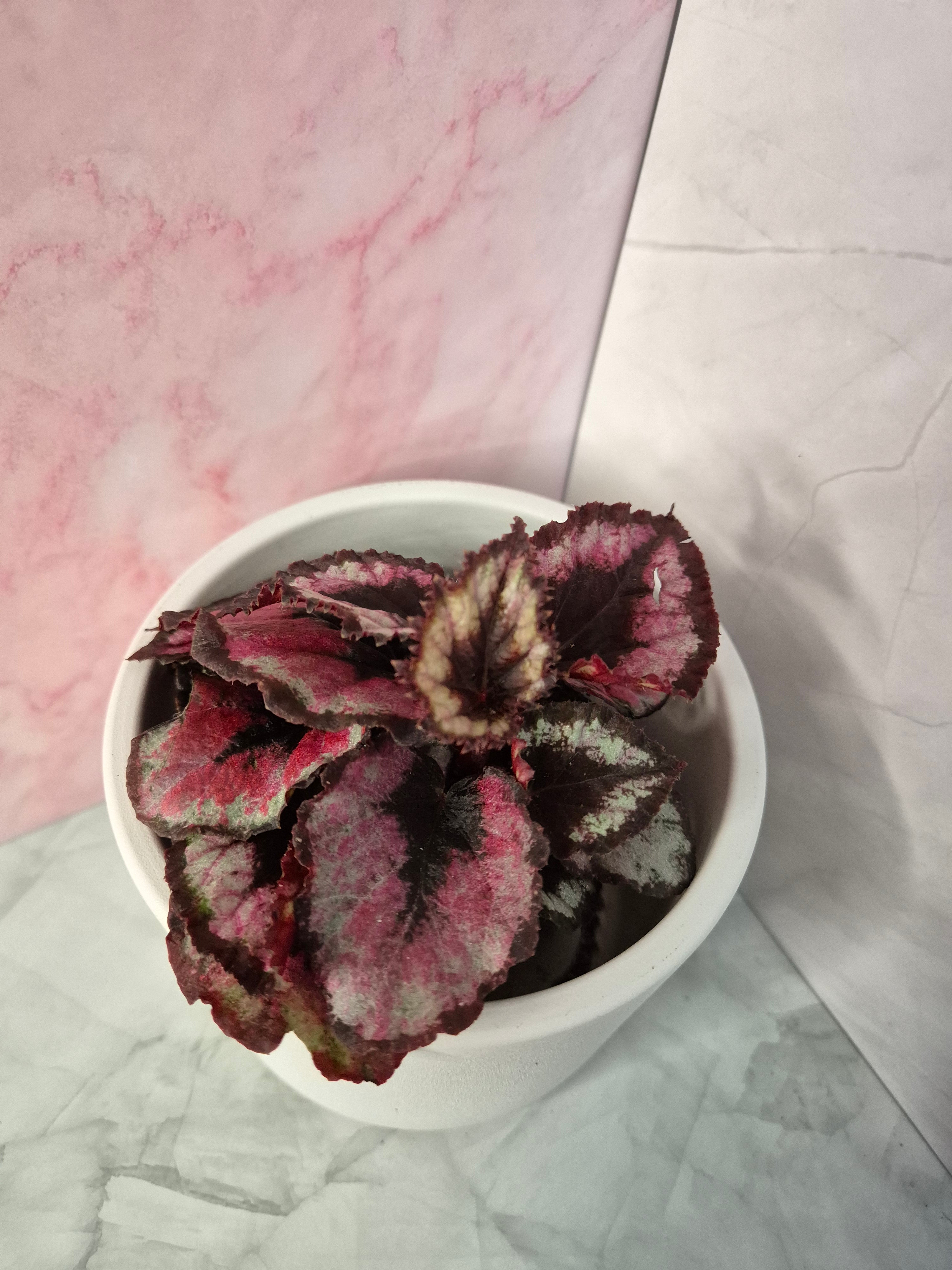 Begonia Red Heart #1