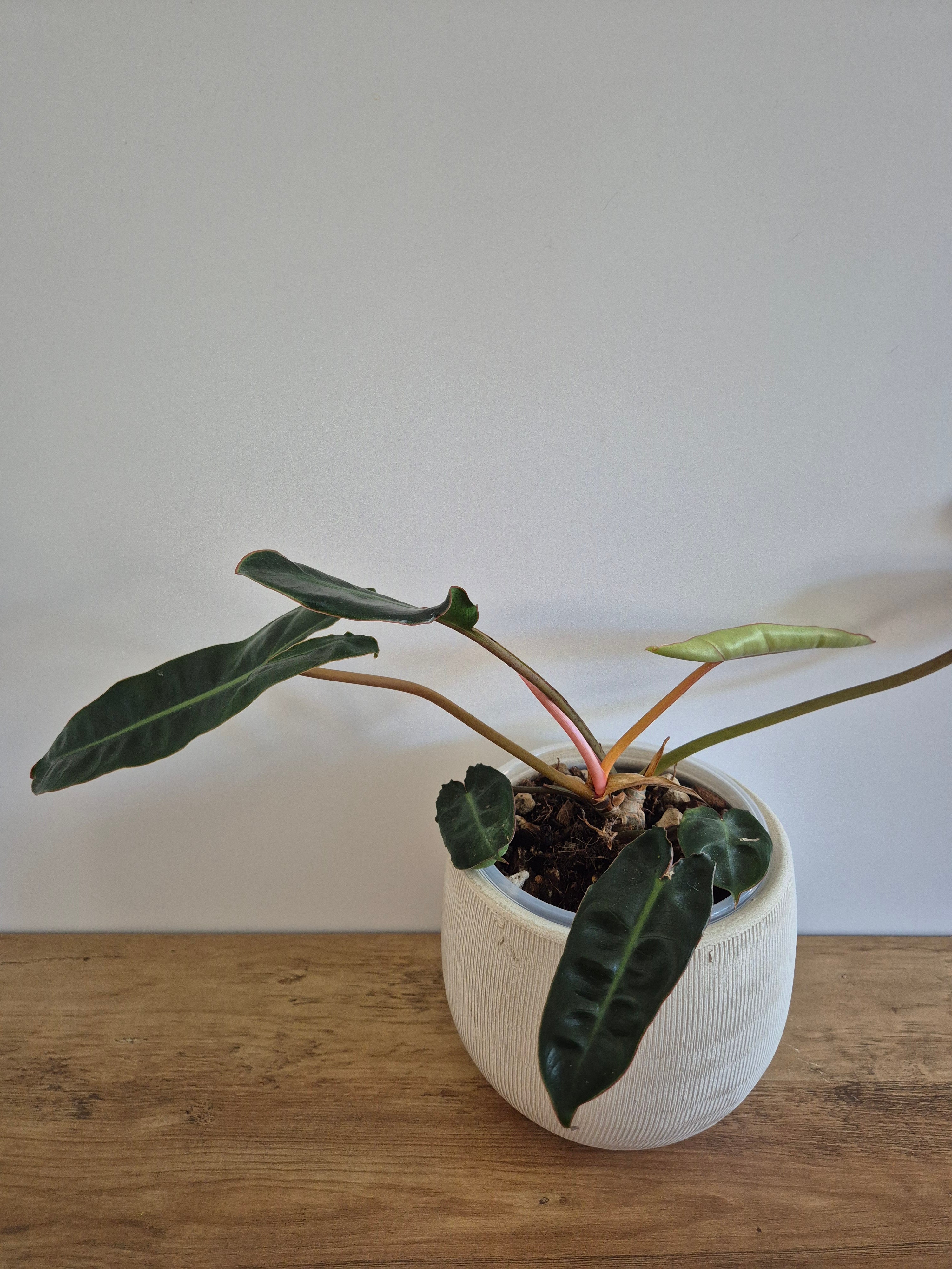 Philodendron Billietiae #2