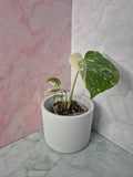 Monstera Thai Constellation #7
