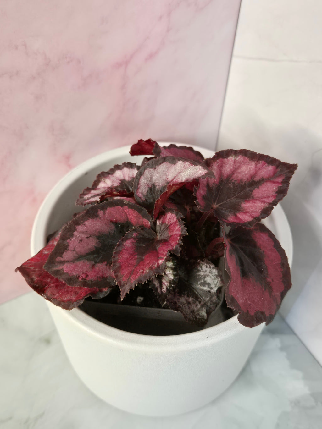 Begonia Red Heart #6