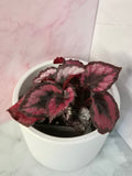 Begonia Red Heart #6
