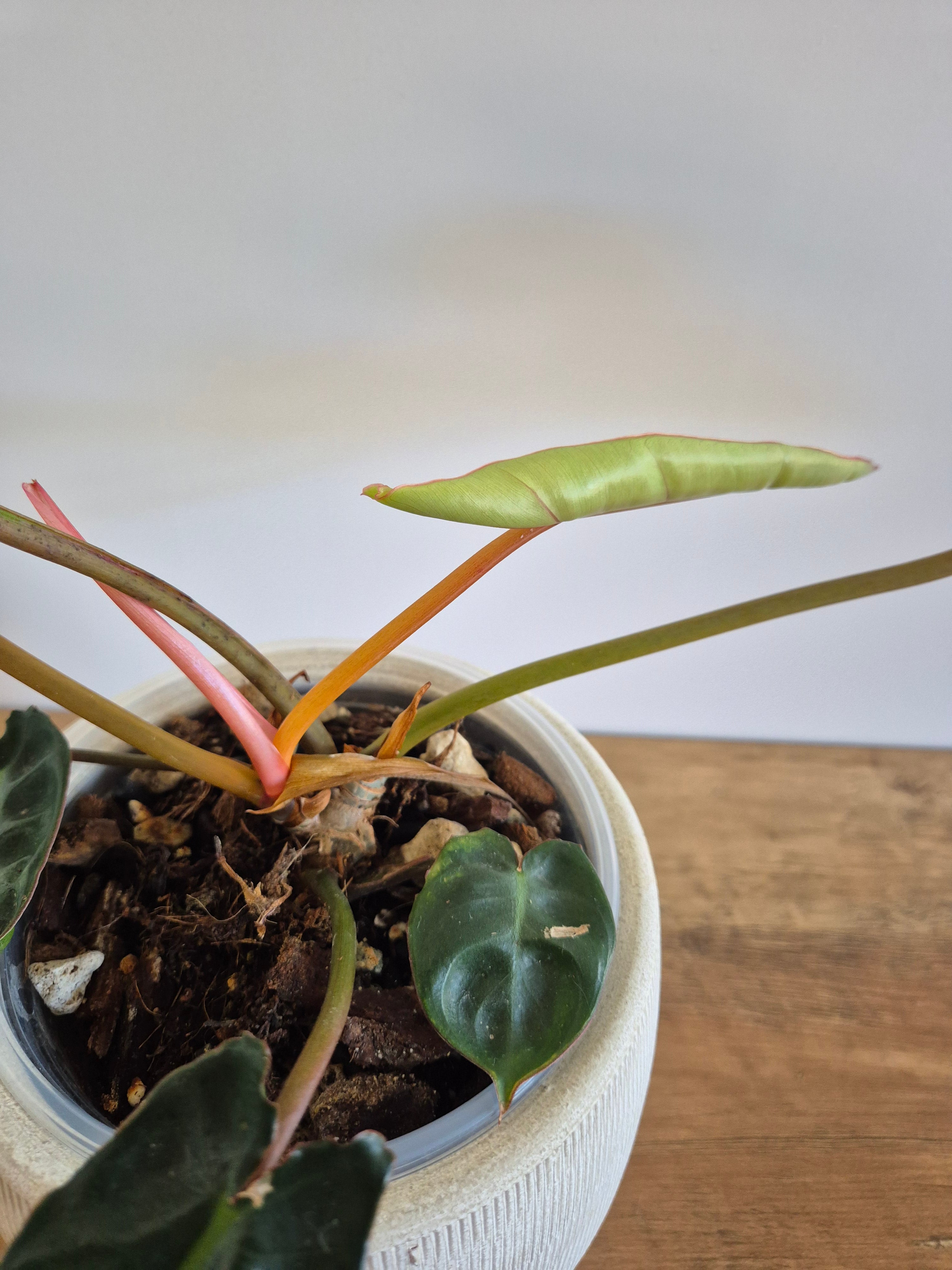 Philodendron Billietiae #2