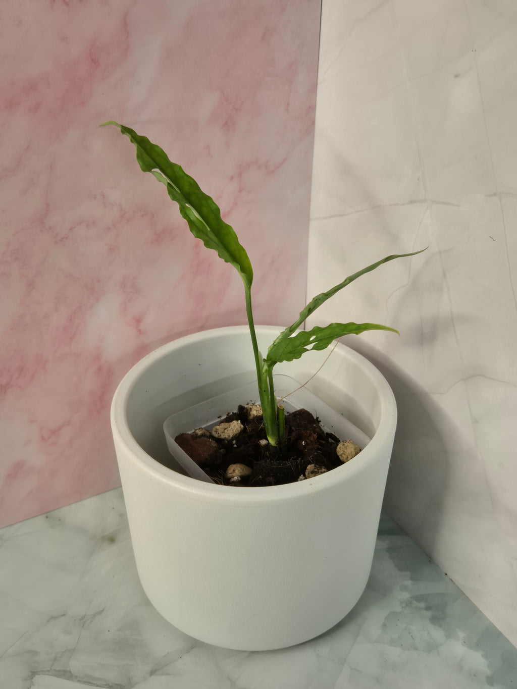 Monstera Obliqua Peru #3