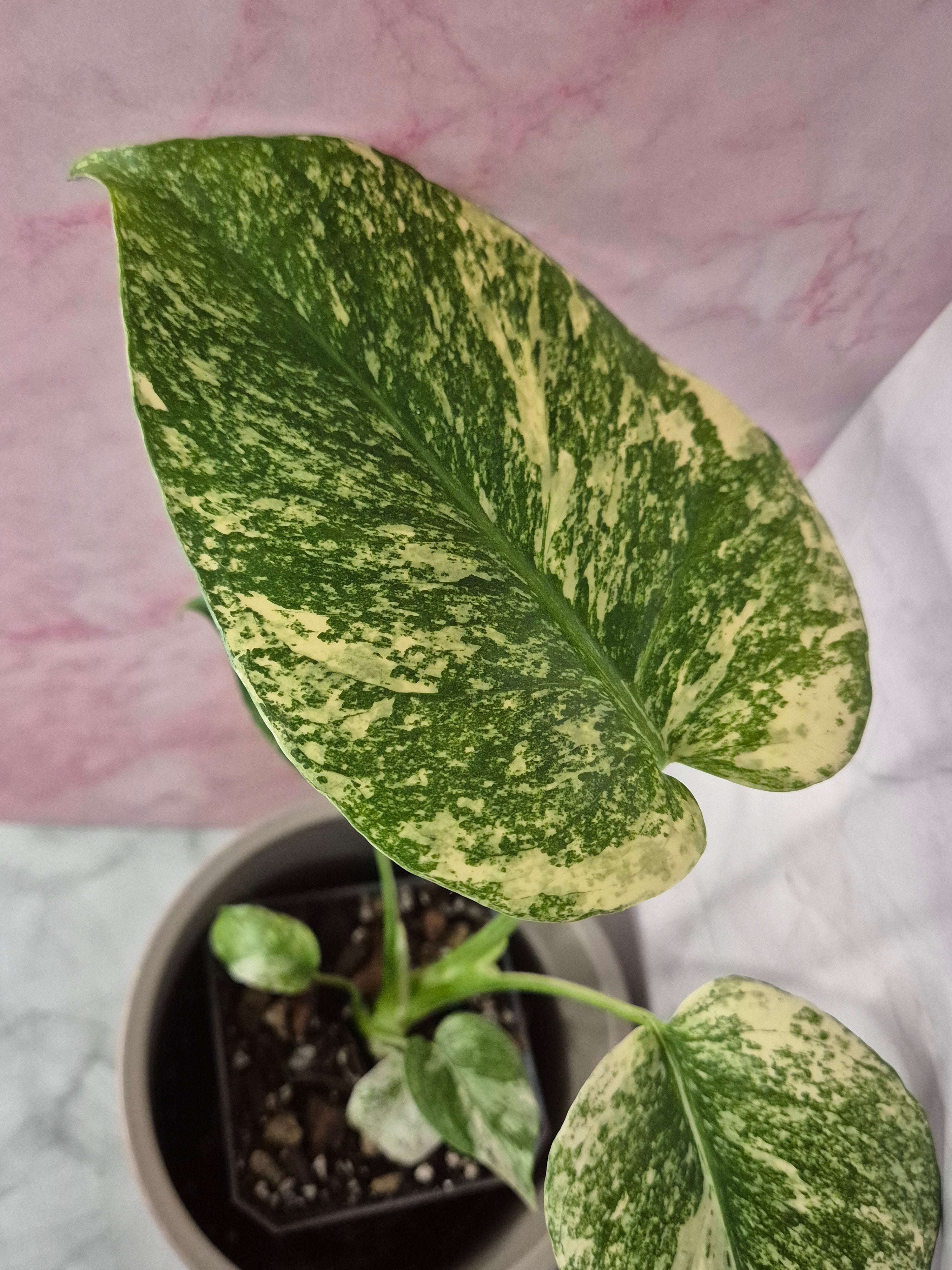 Monstera Mint #4