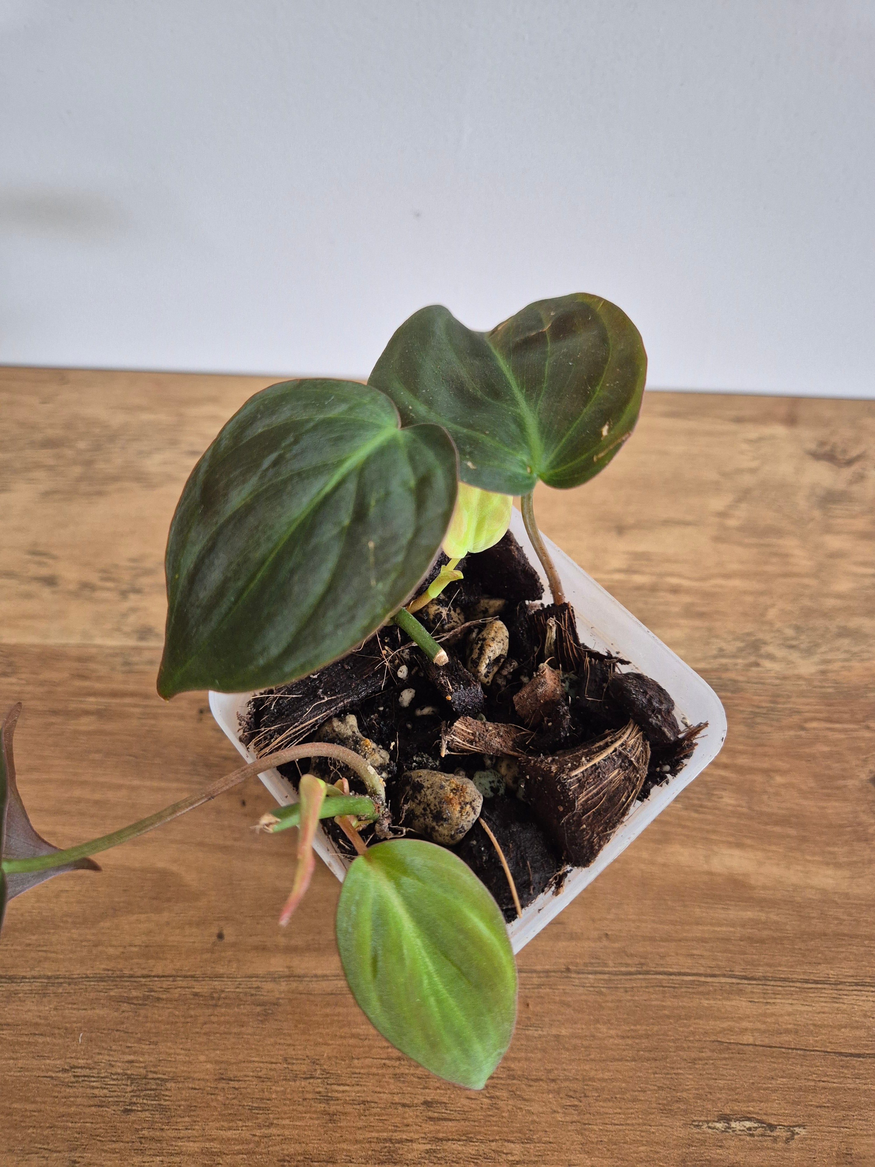 Philodendron Micans #2