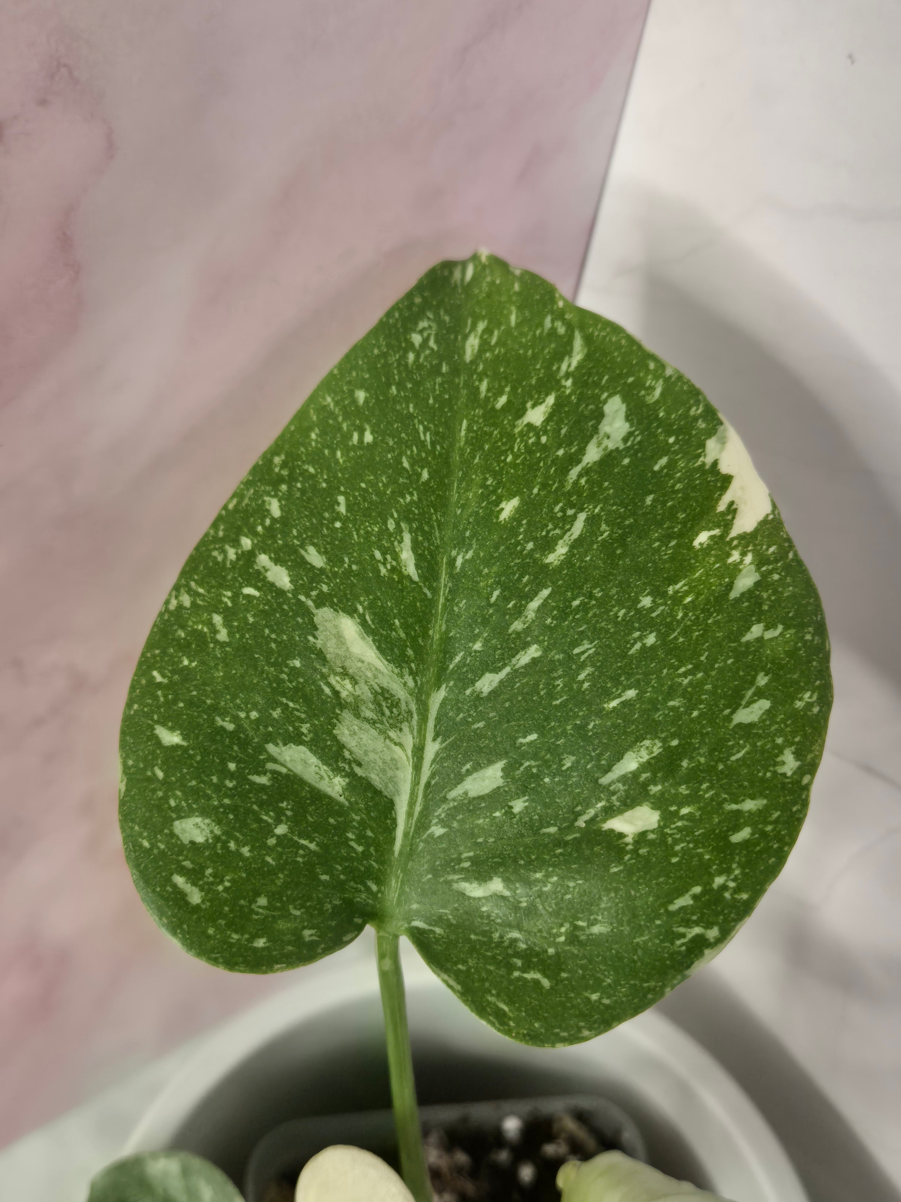 Monstera Thai Constellation #24