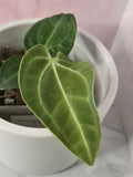 Anthurium Regale #16