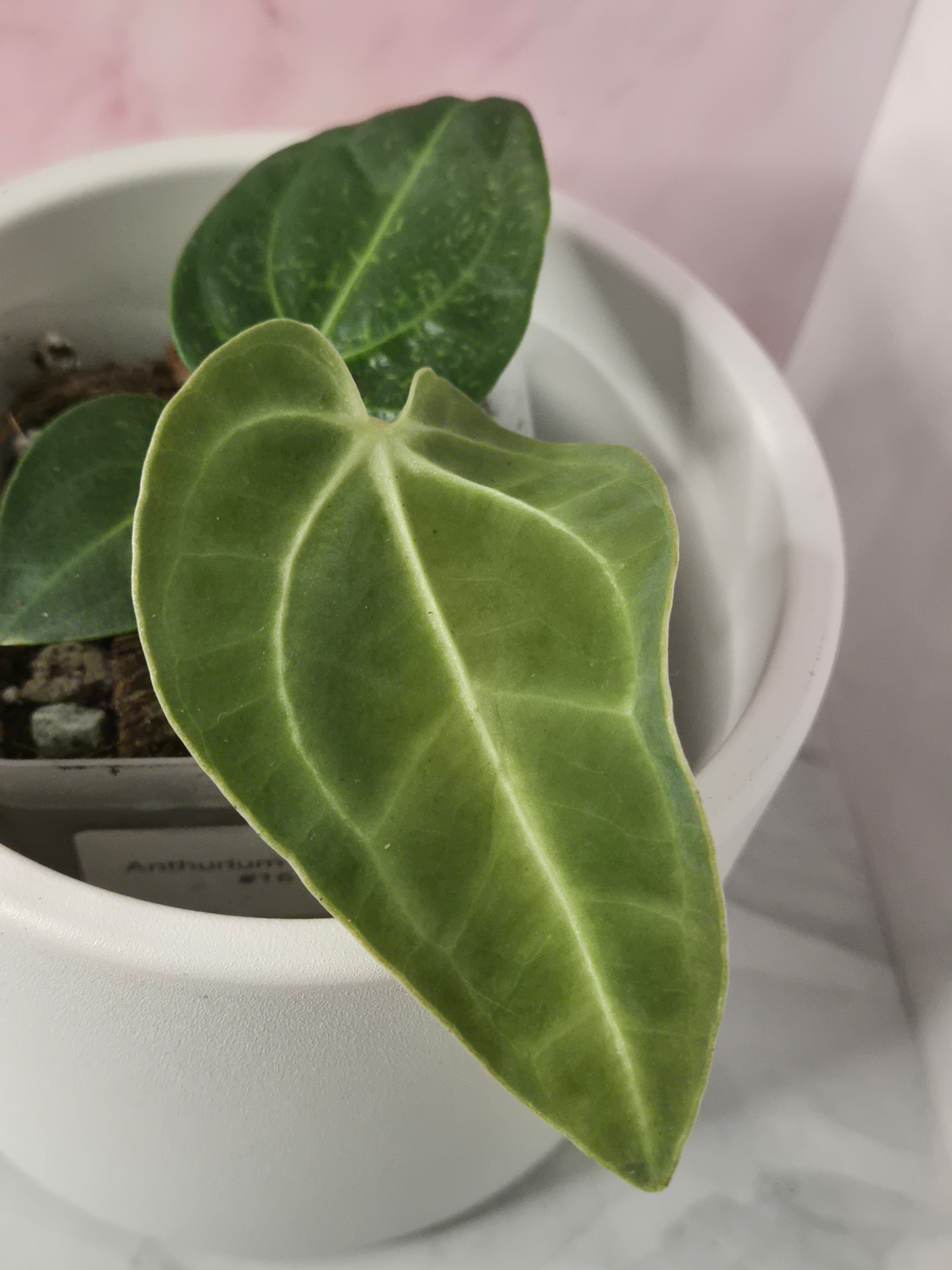 Anthurium Regale #16