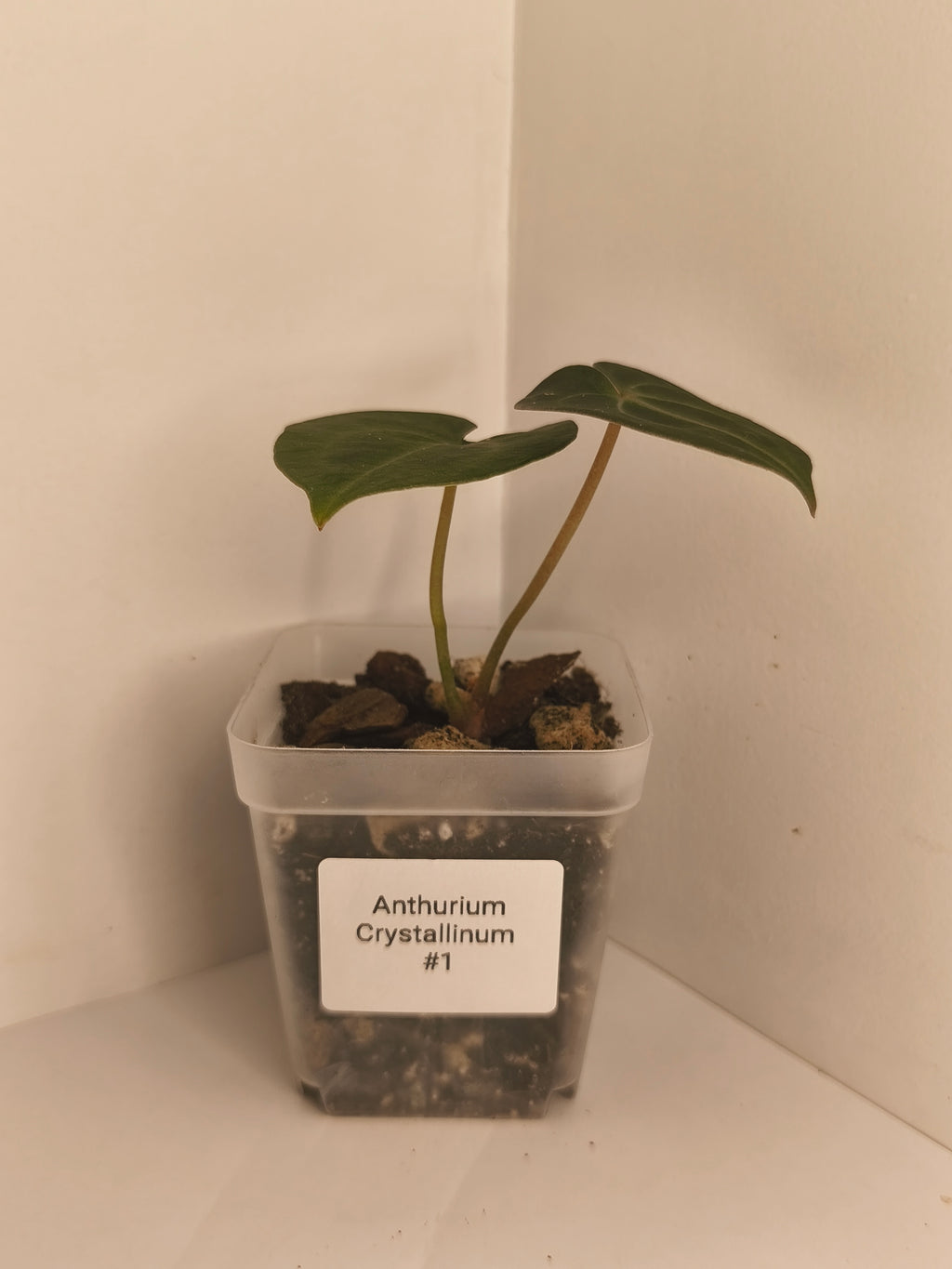 Anthurium Crystallinum #1