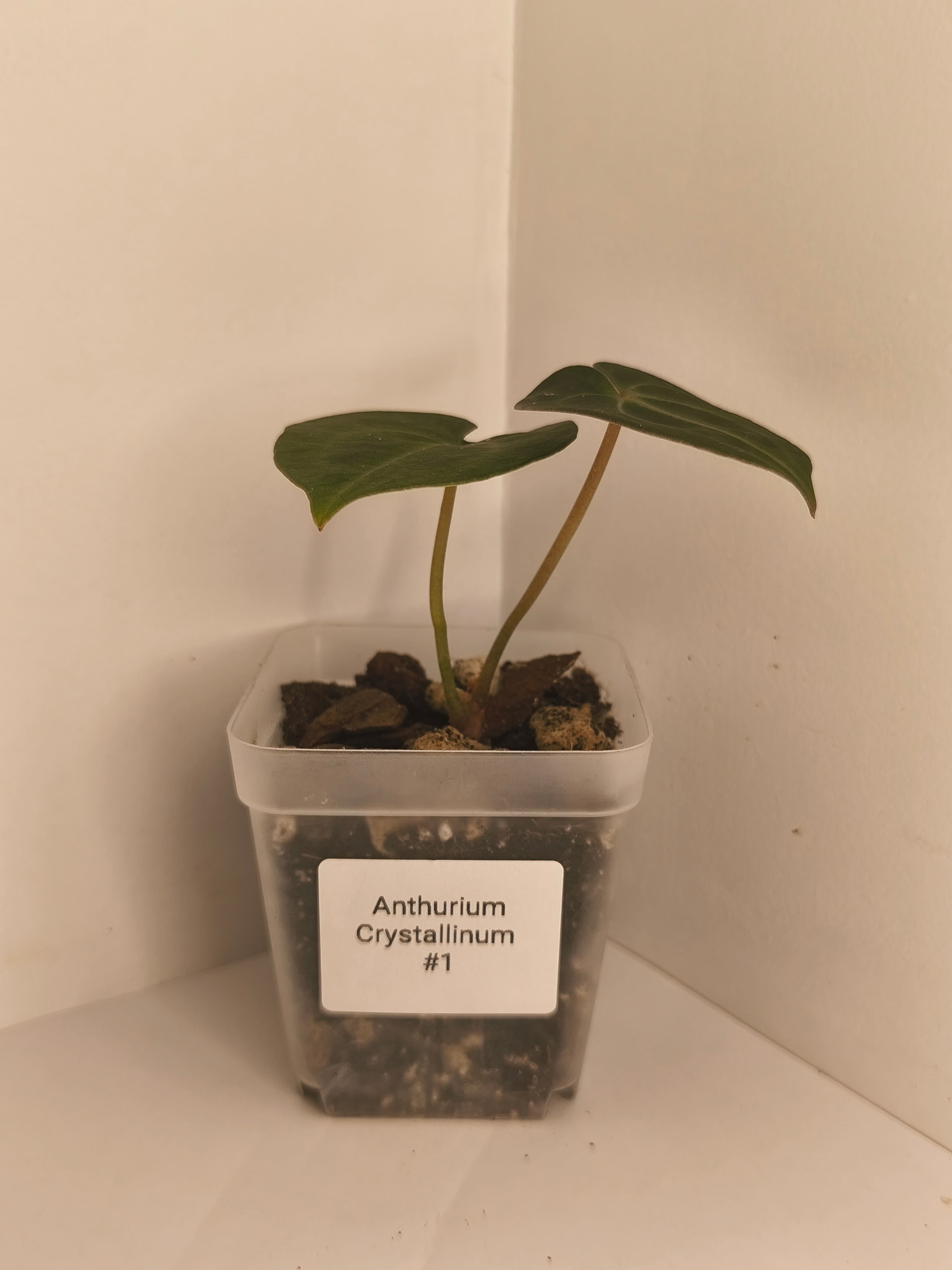 Anthurium Crystallinum #1