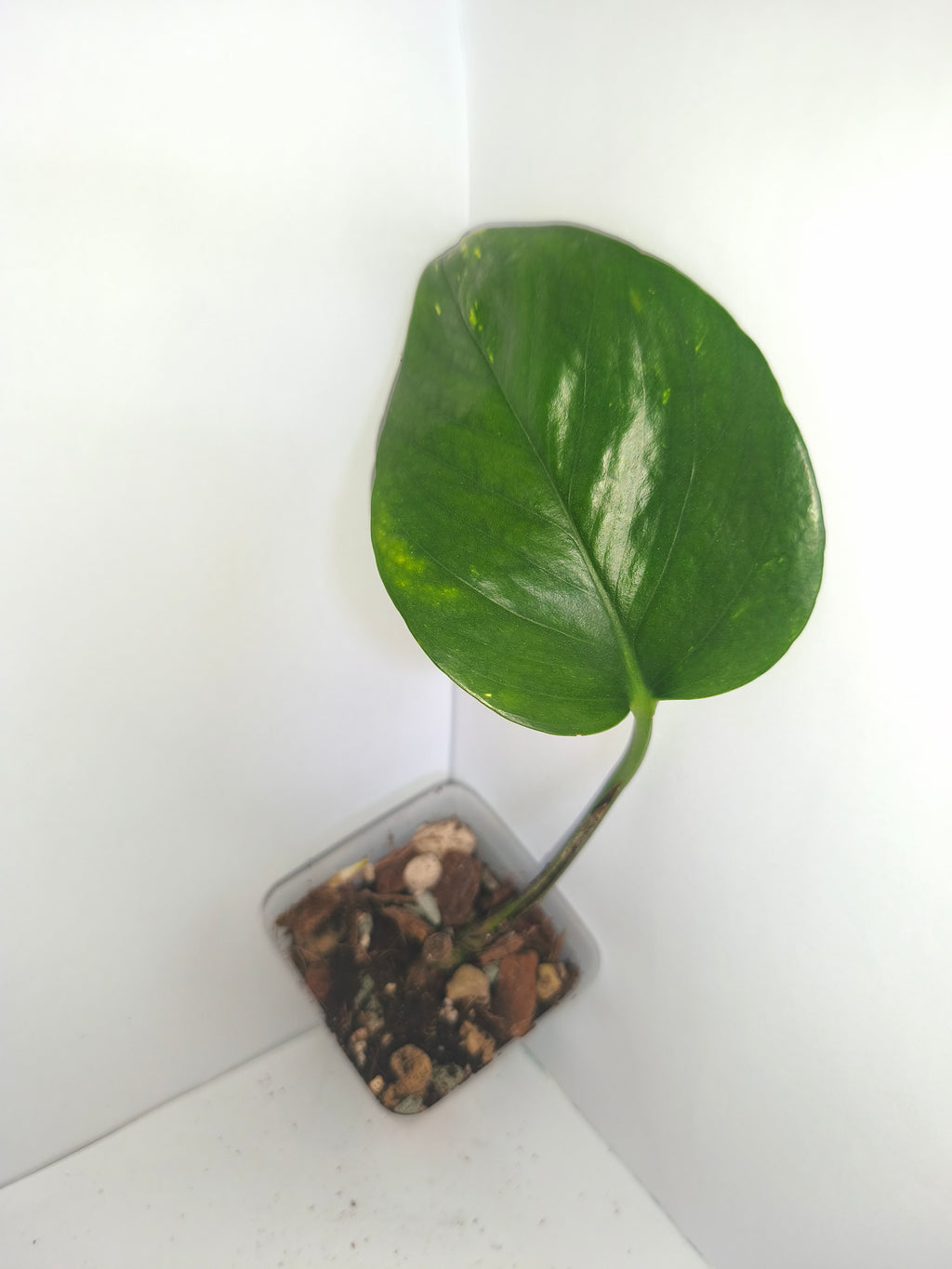 Epipremnum aureum #11