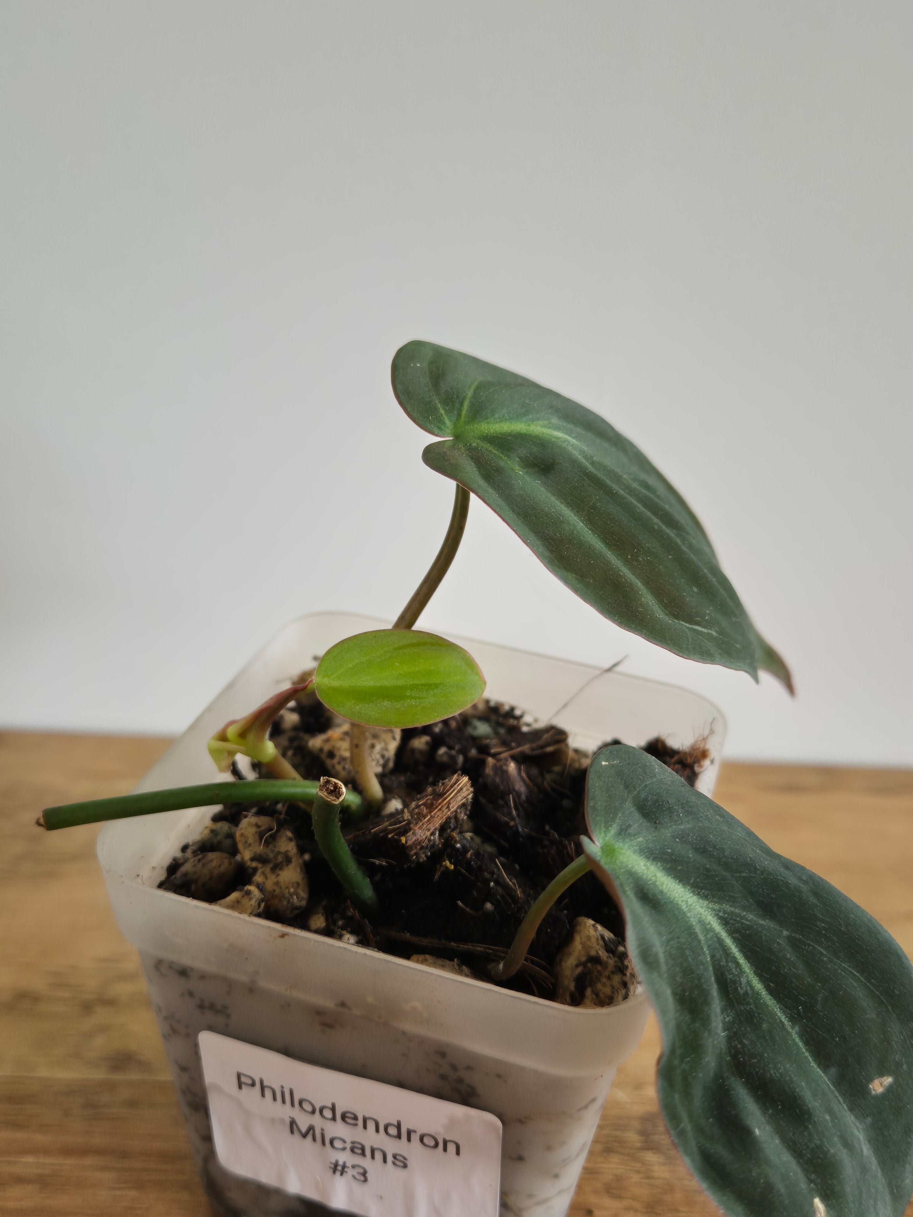 Philodendron Micans #3