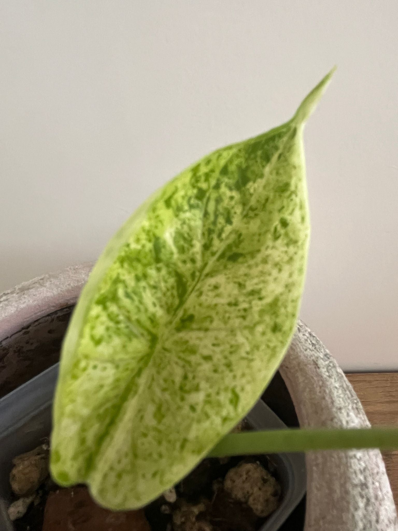 Alocasia Dragon Scale Mint #8