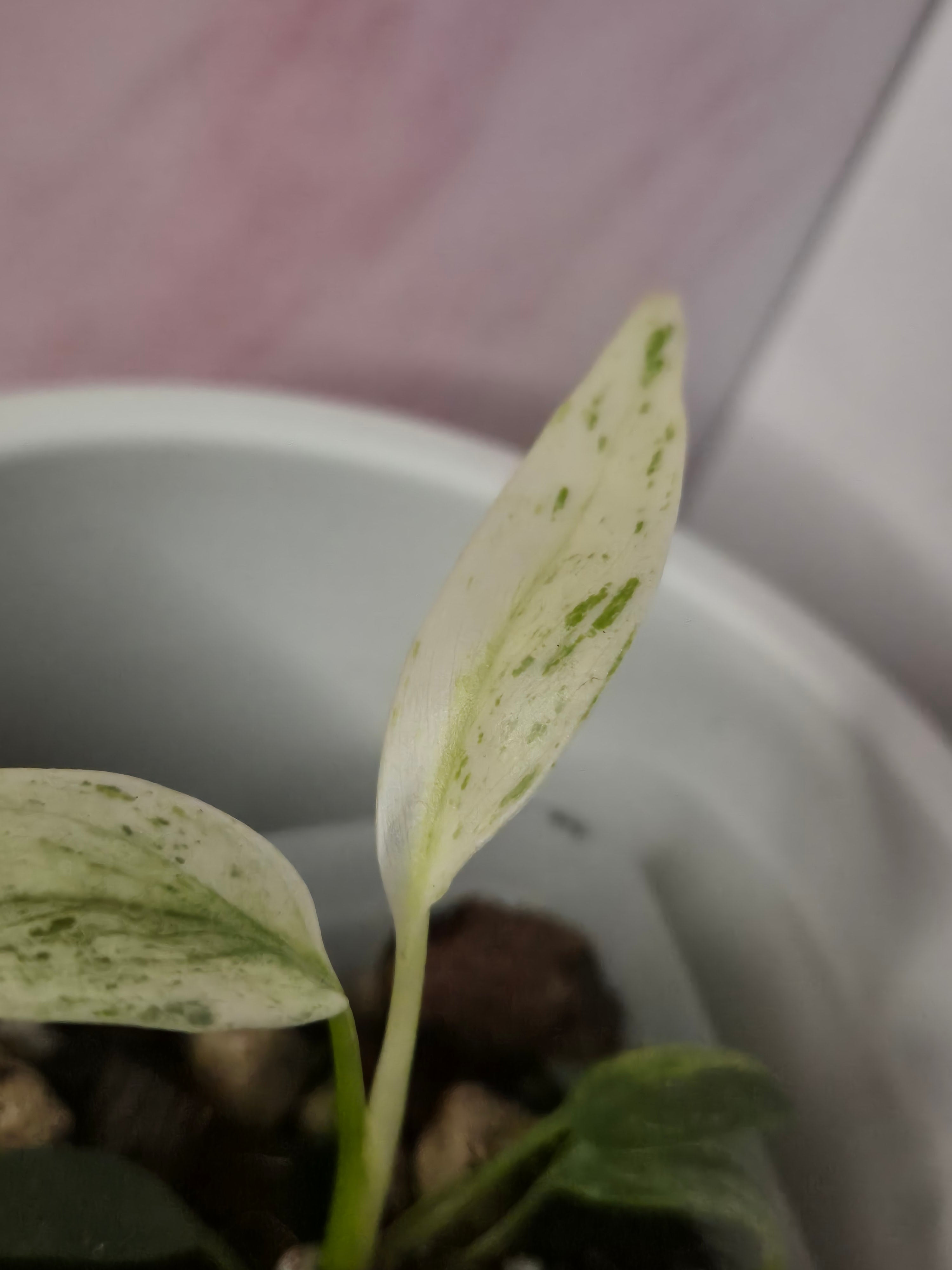 Rhaphidophora Puberula Variegata #21