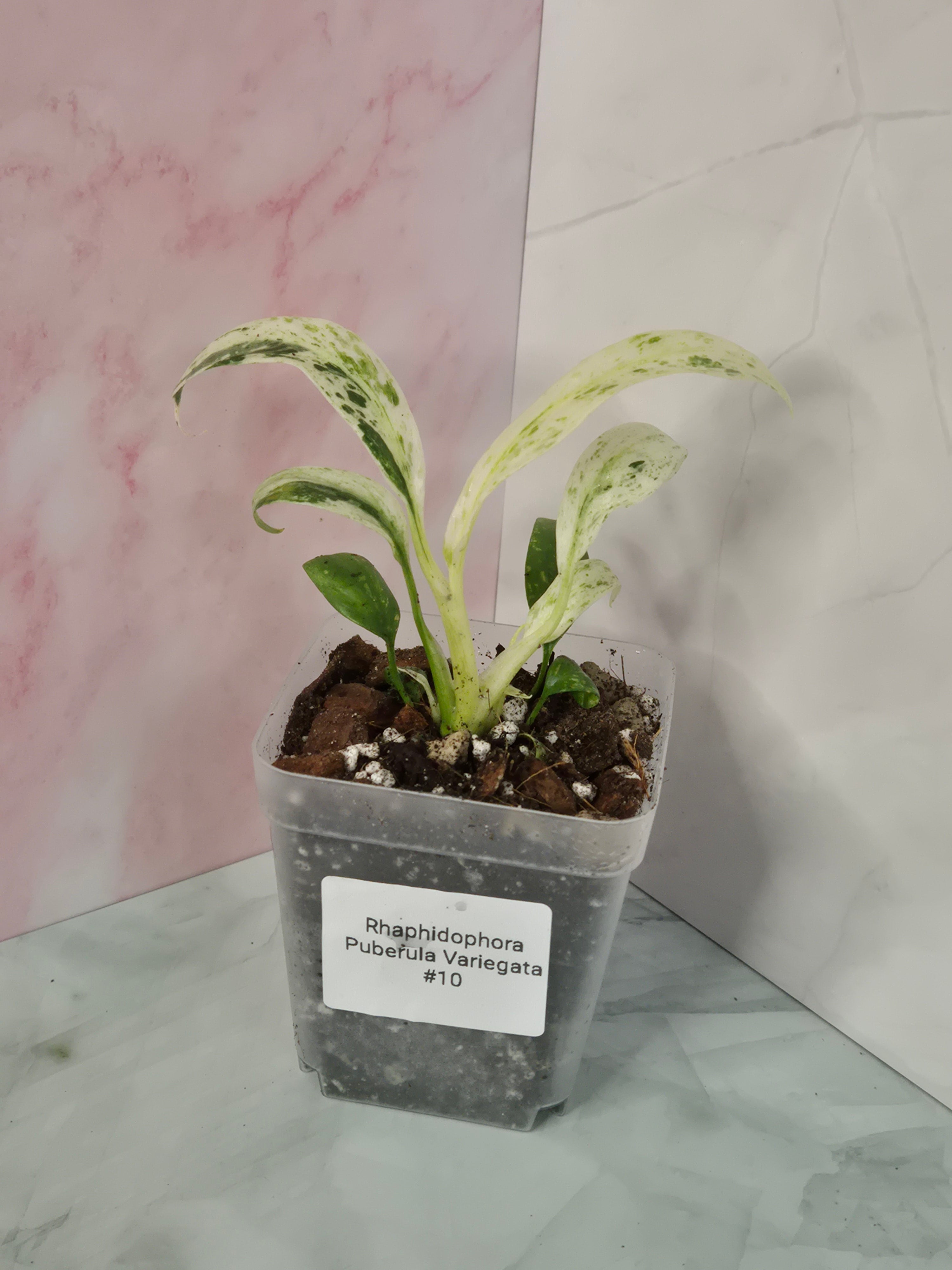 Rhaphidophora Puberula Variegata #10