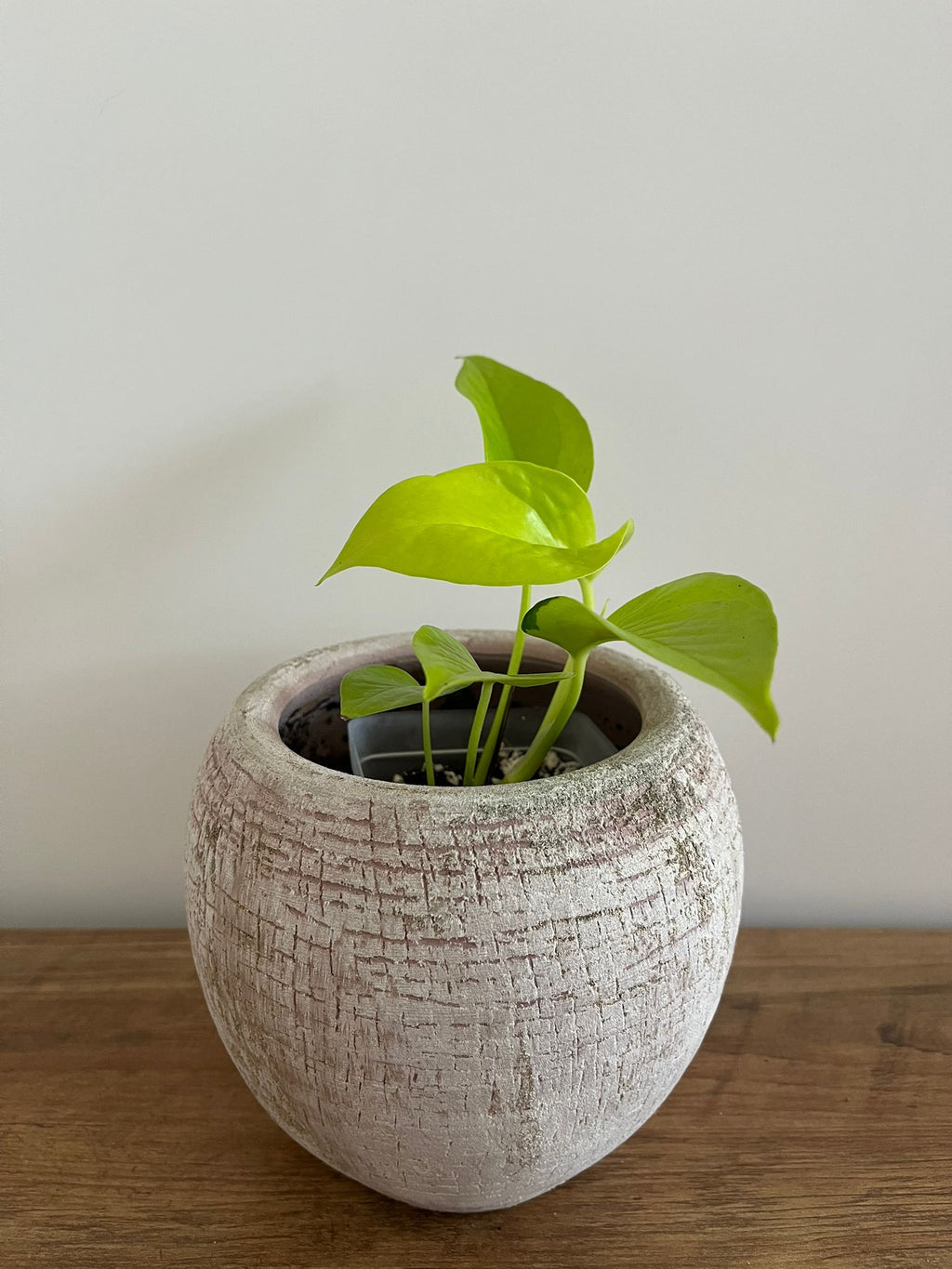 Epipremnum aureum Neon #2