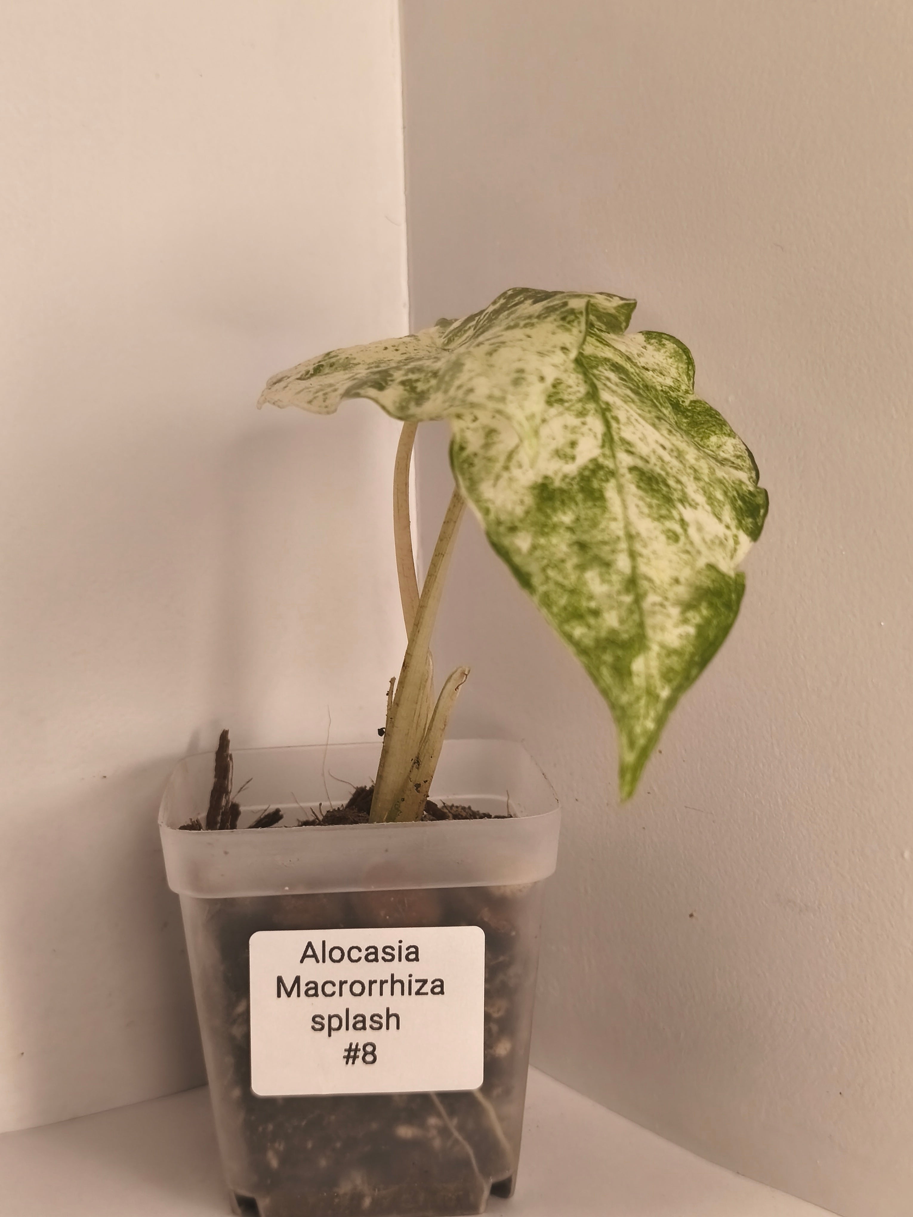 Alocasia Macrorrhiza Splash #8