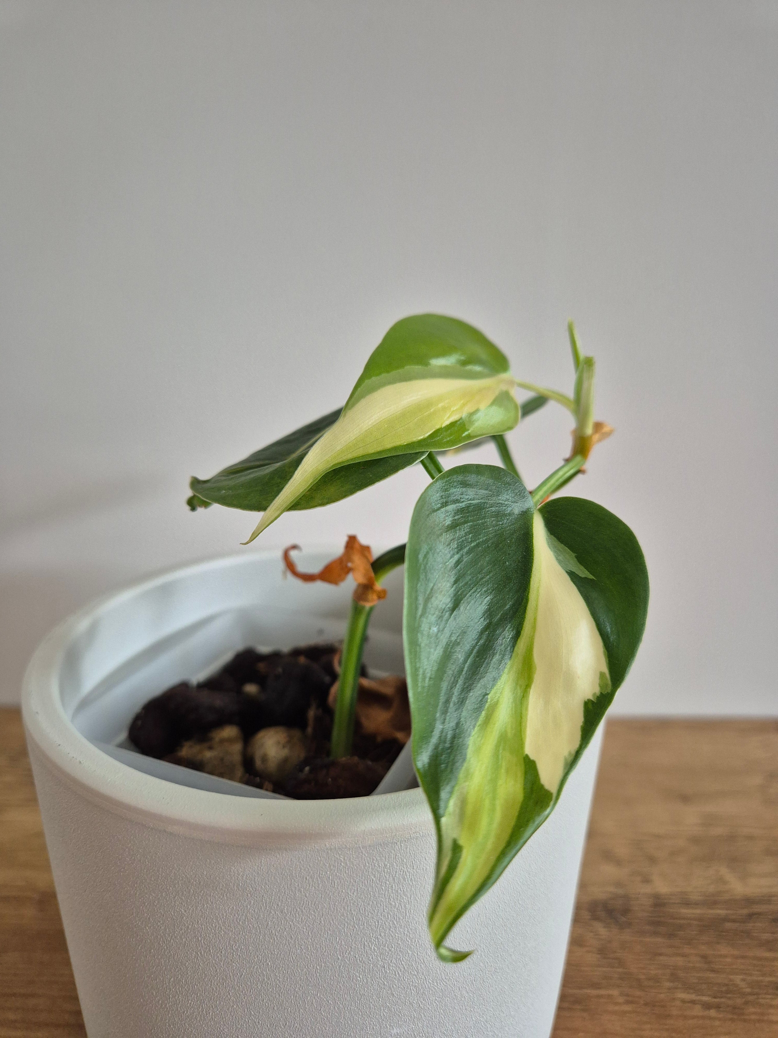 Philodendron Brasil Silver Stripe #3