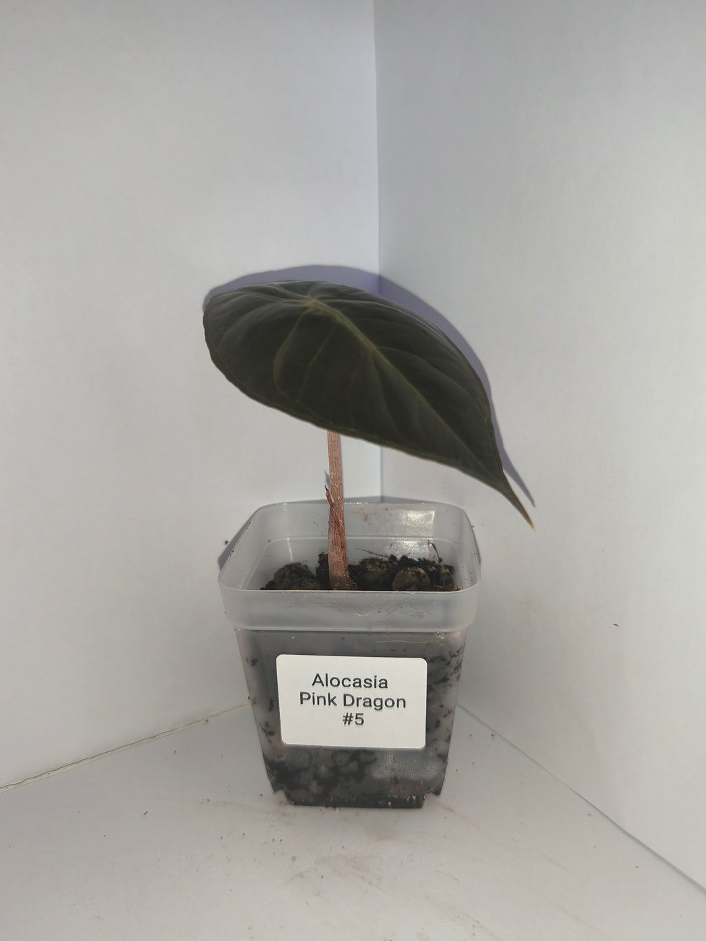 Alocasia Pink Dragon #5