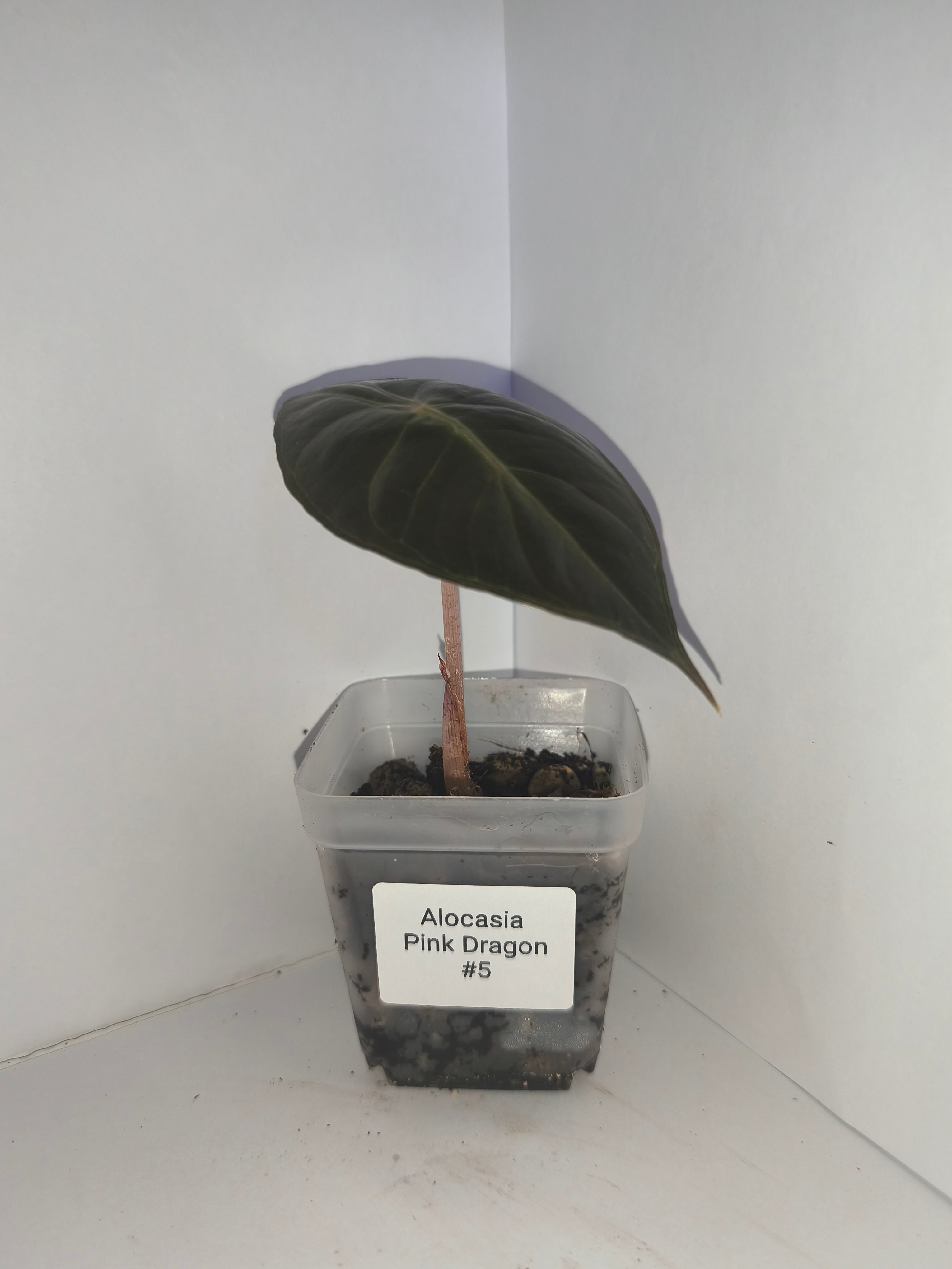 Alocasia Pink Dragon #5