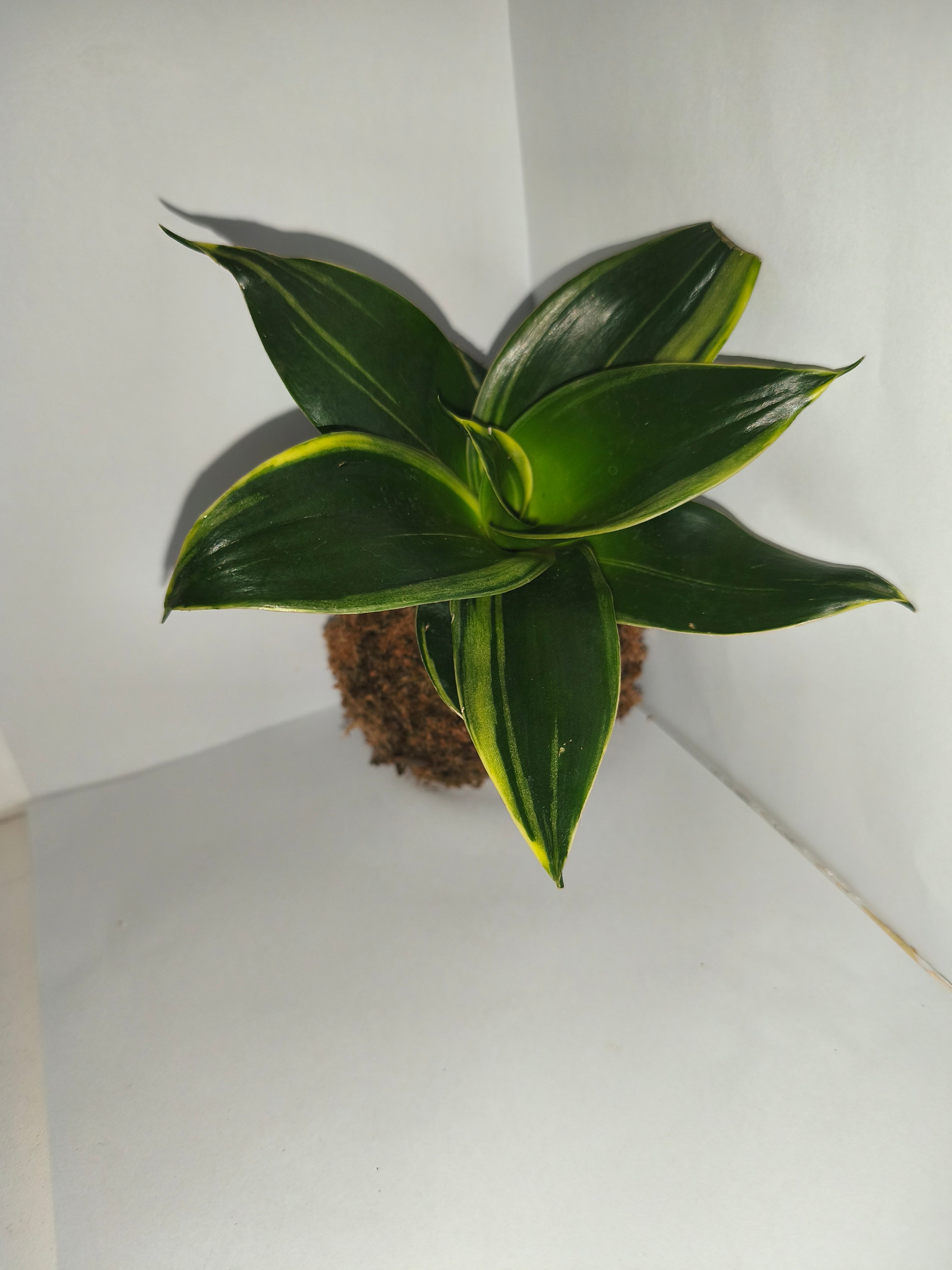 Kokedama #4
