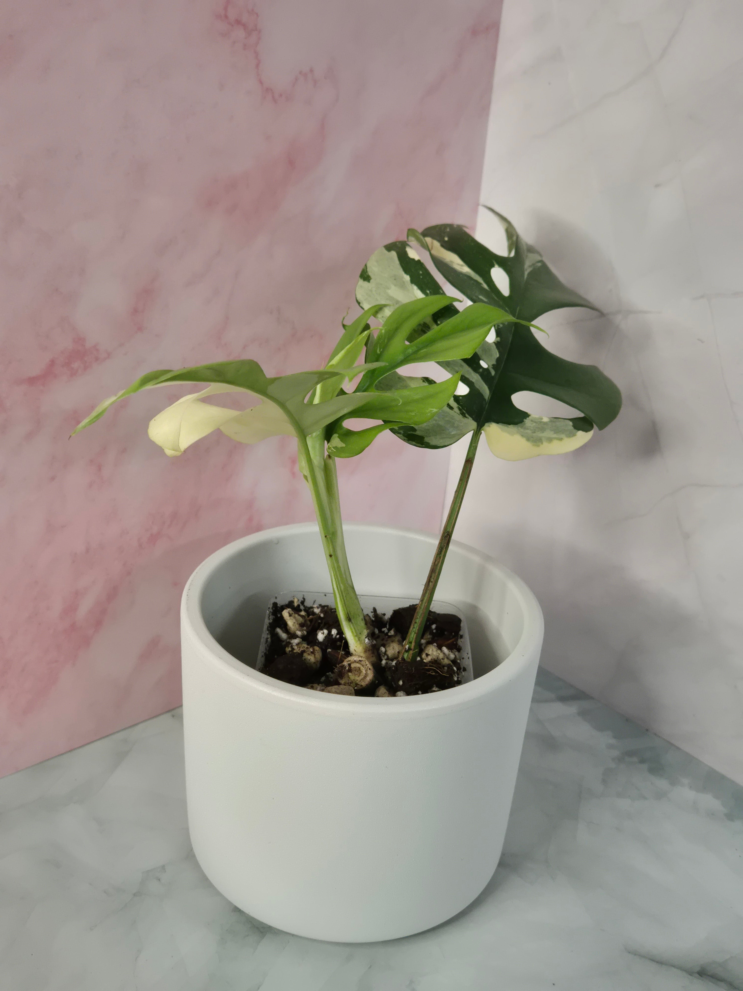 Monstera Minima Variegated #6 (Rhaphidophora Tetrasperma Variegated)