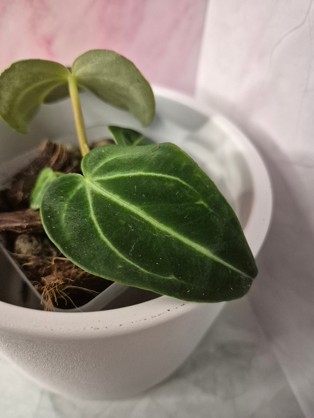 Anthurium Regale #6