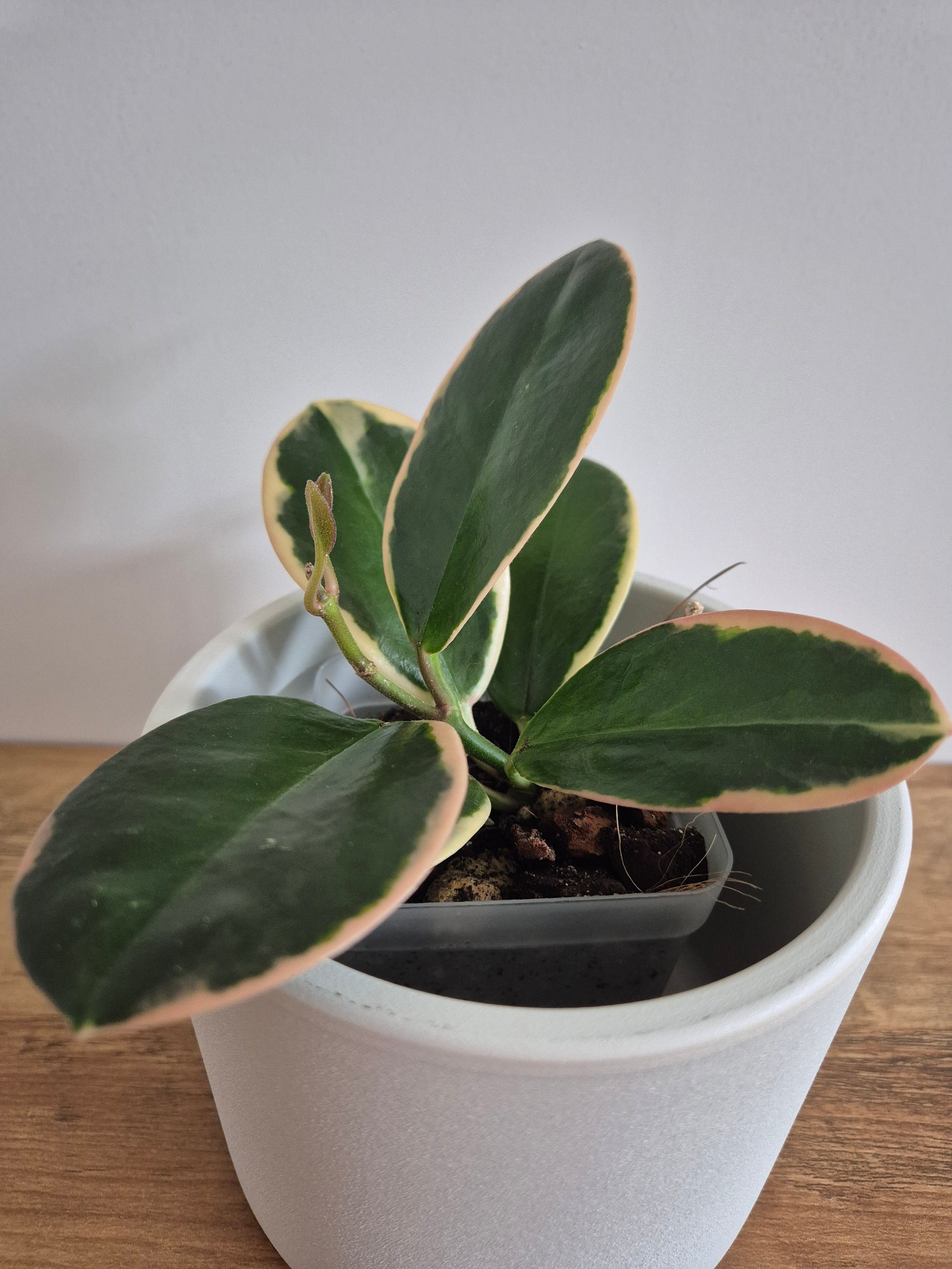 Hoya Australis Variegated #5