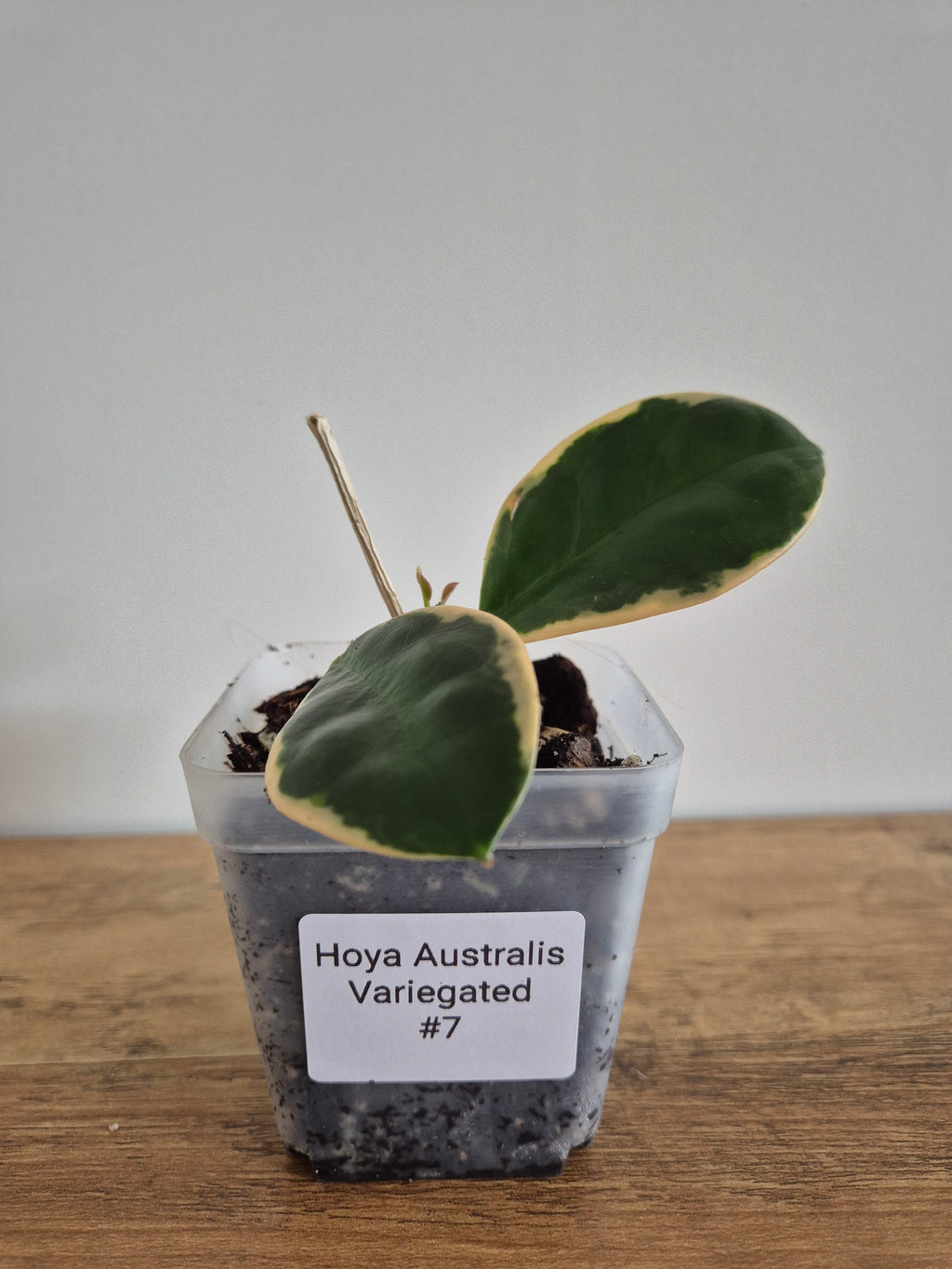 Hoya Australis Variegated #7