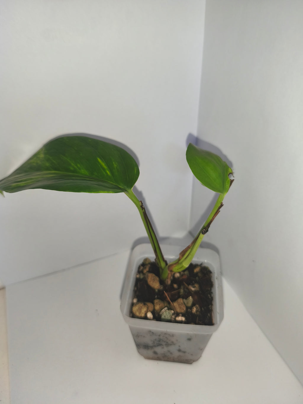 Epipremnum aureum #2