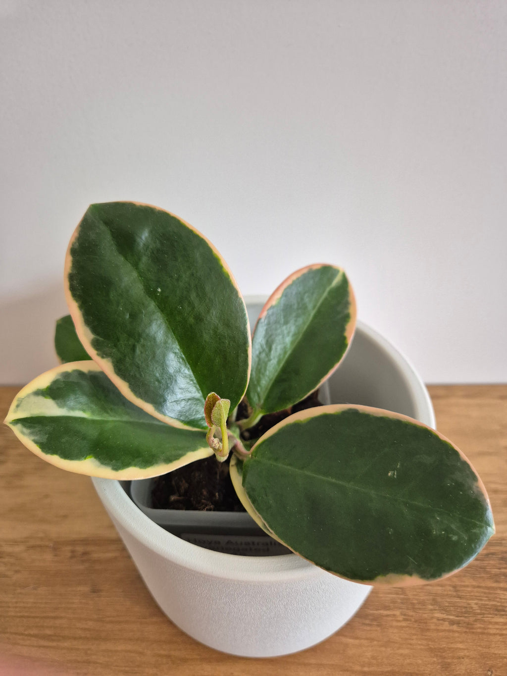 Hoya Australis Variegated #5