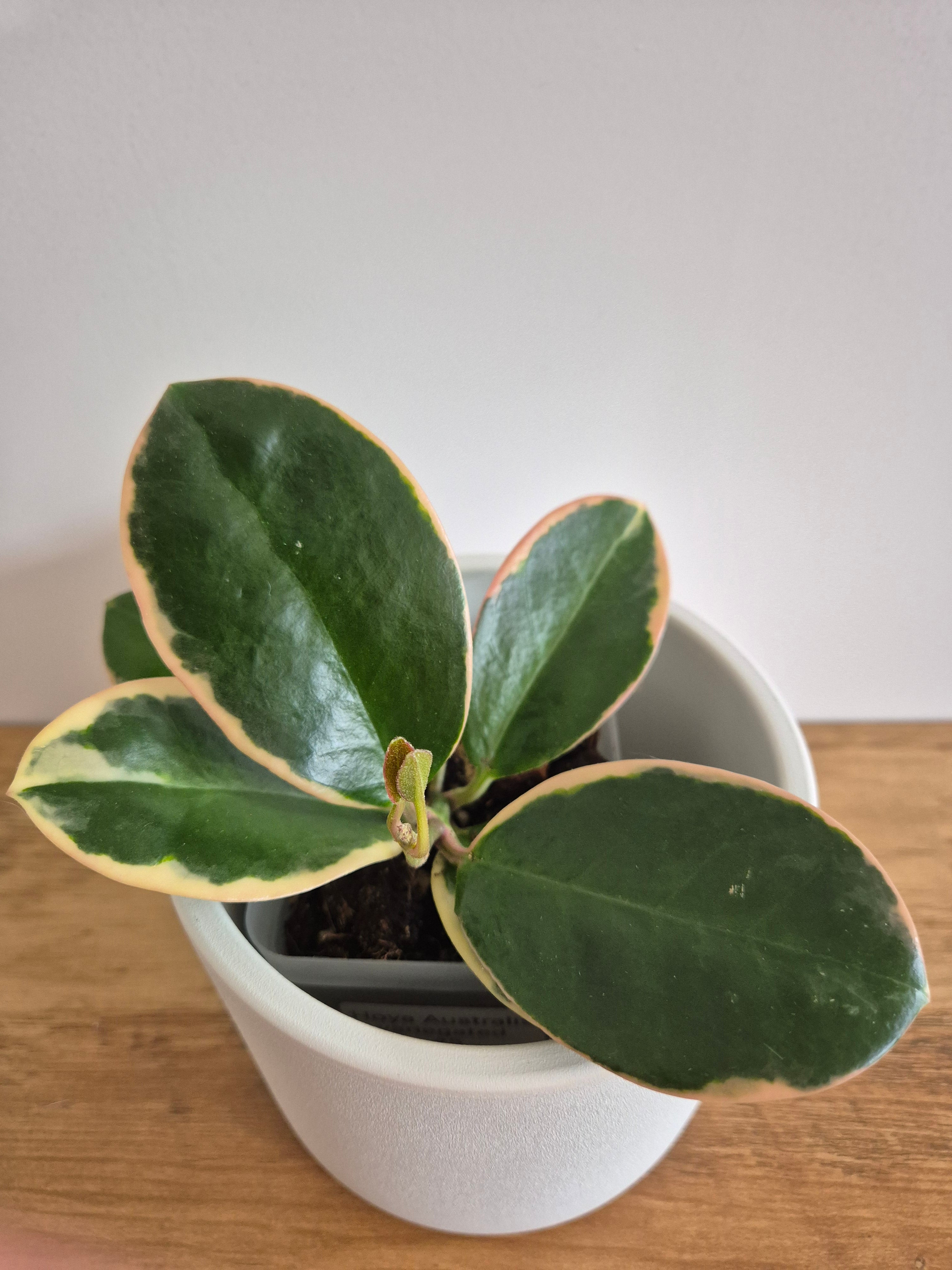 Hoya Australis Variegated #5