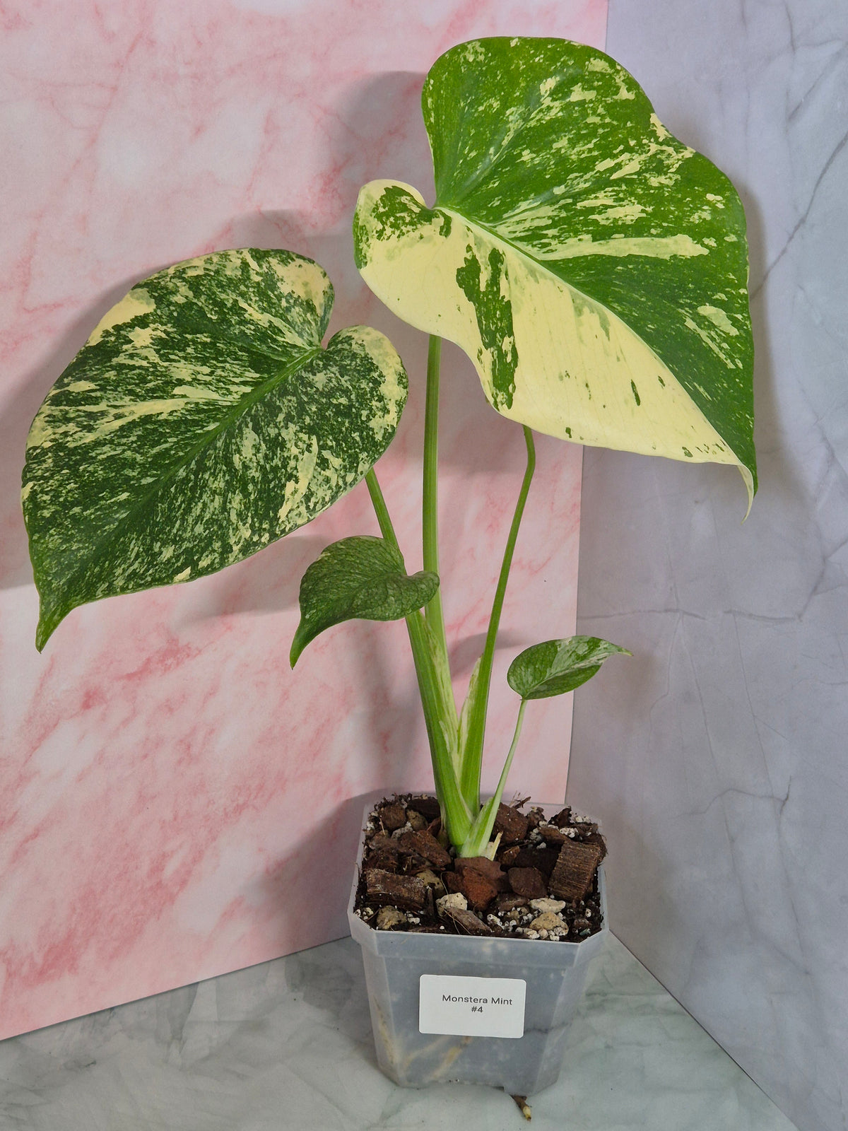 Monstera Mint #4
