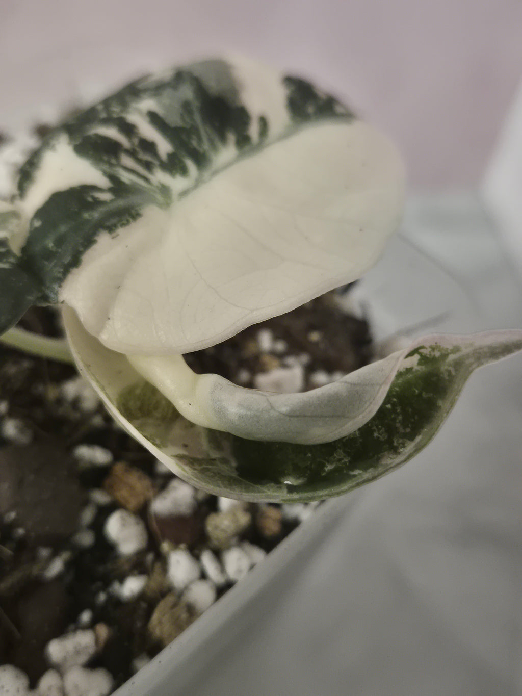 Alocasia Black Velvet Pink Variegata #1