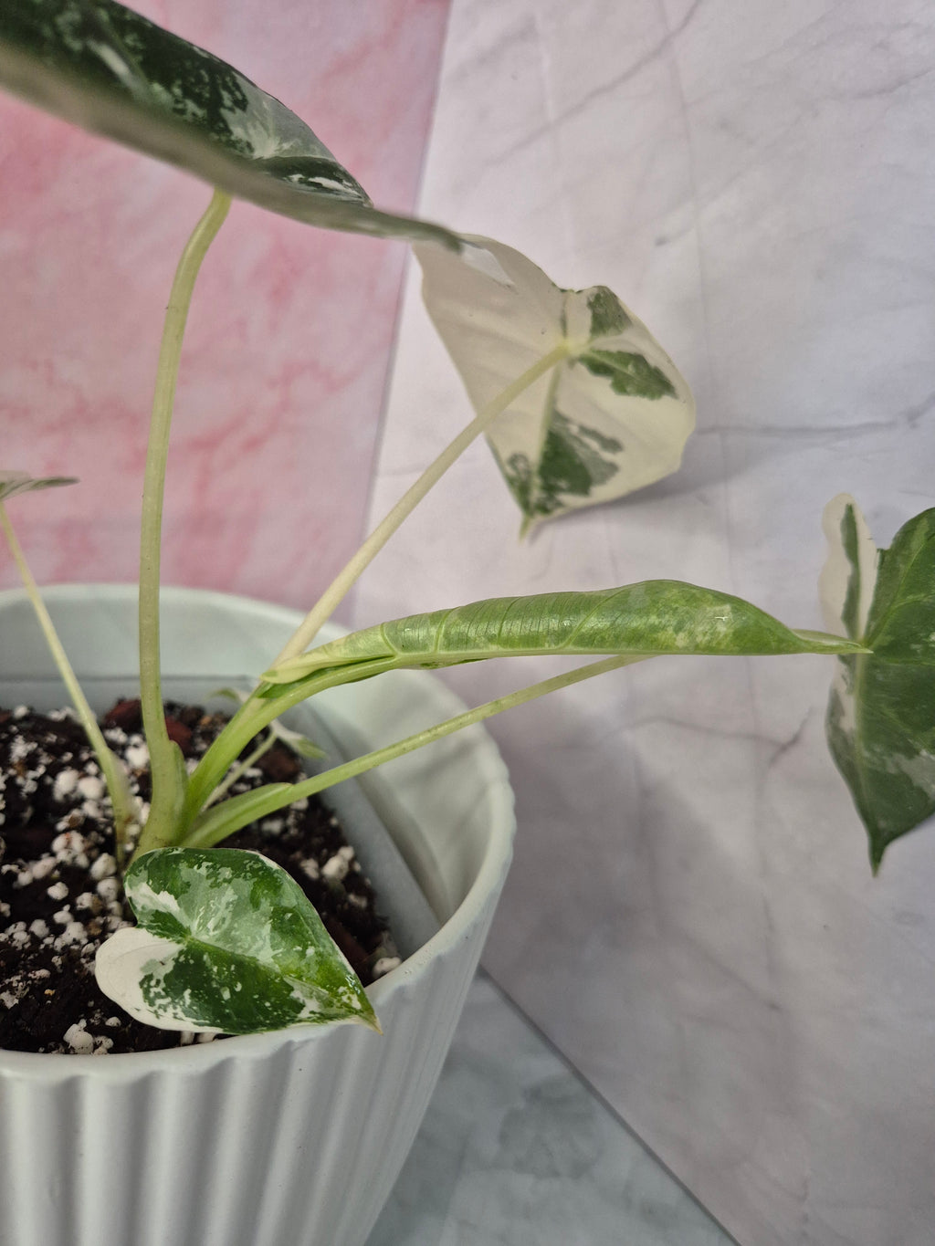 Alocasia Micholitziana Frydek Variegated #8