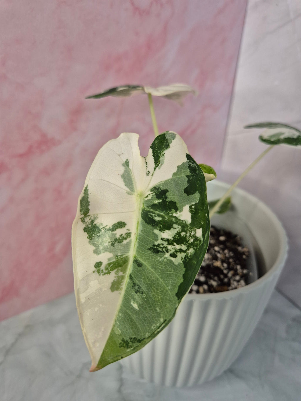 Alocasia Micholitziana Frydek Variegated #2
