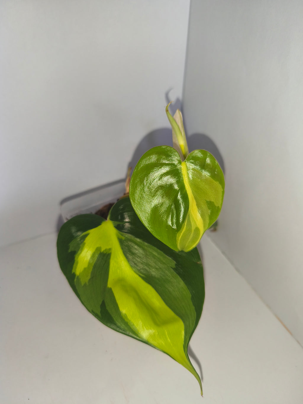 Philodendron Brasil #1