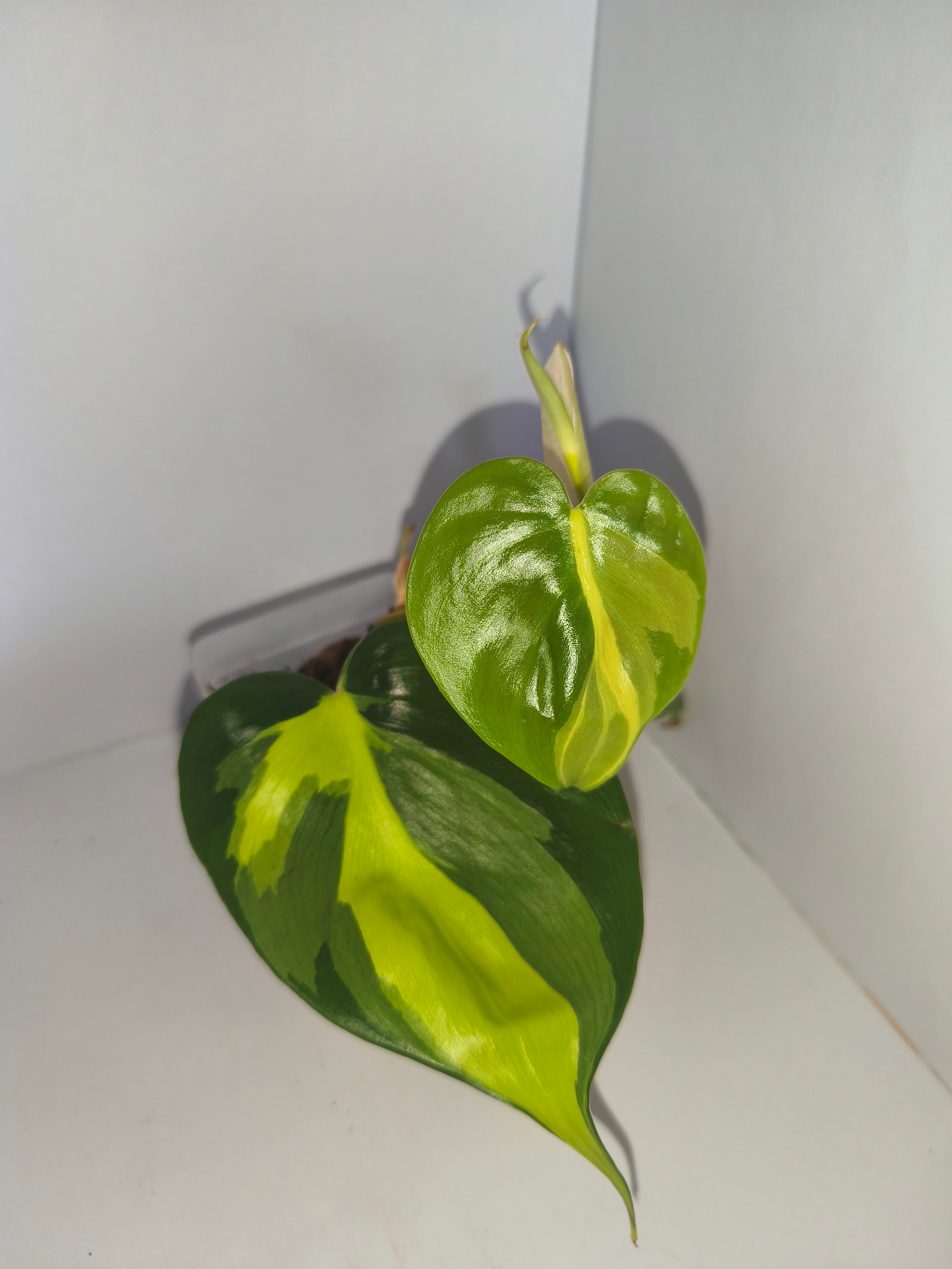 Philodendron Brasil #1
