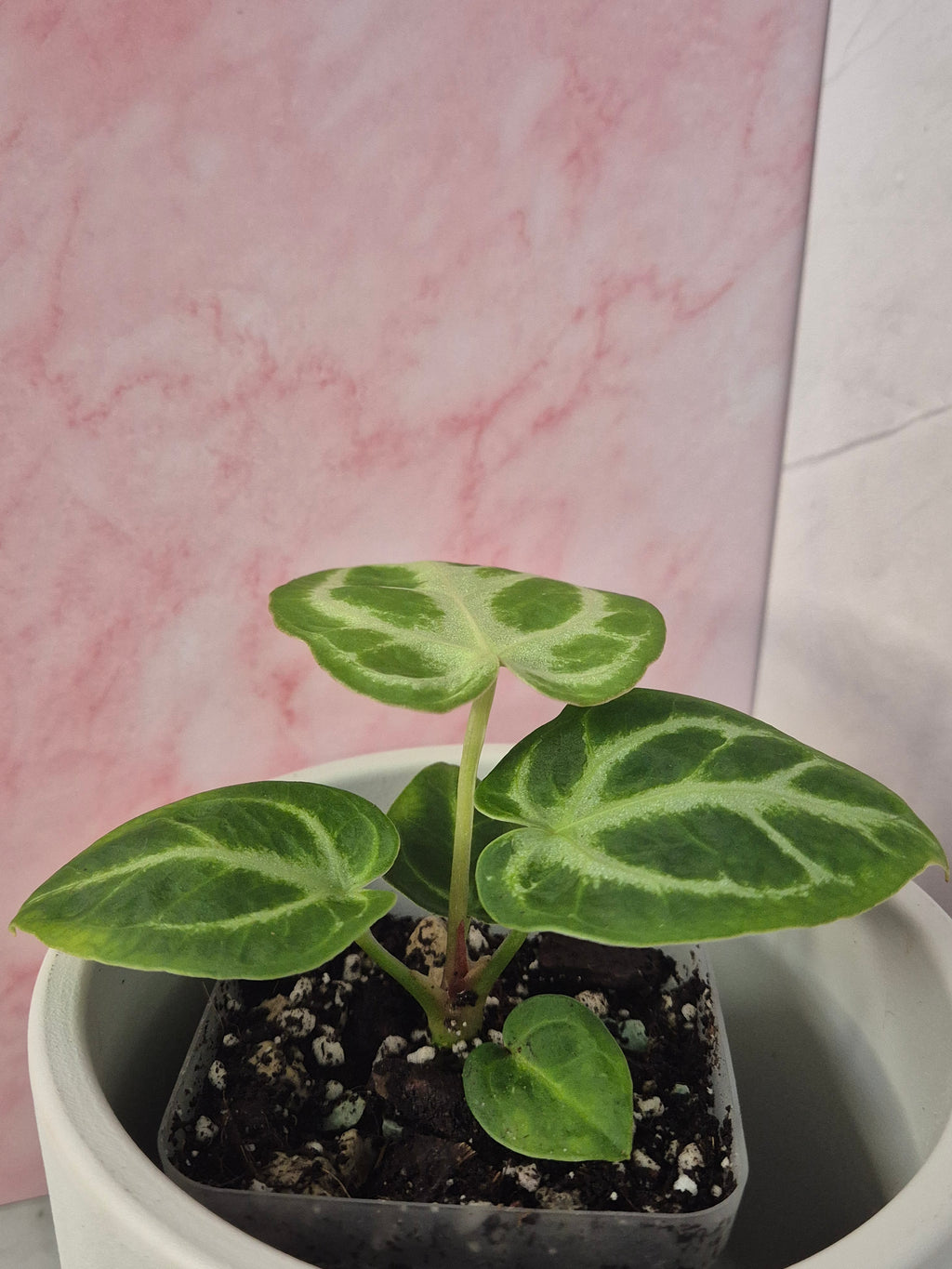 Anthurium Crystallinum #6
