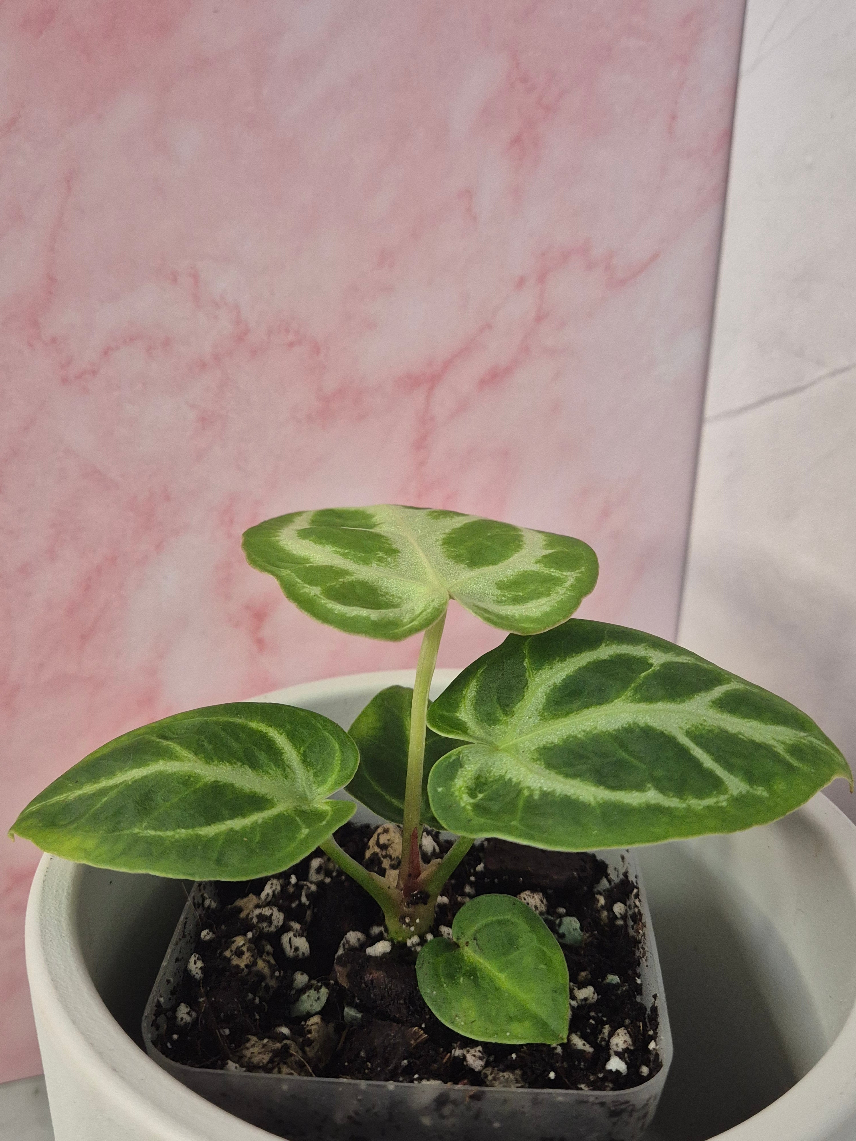 Anthurium Crystallinum #6