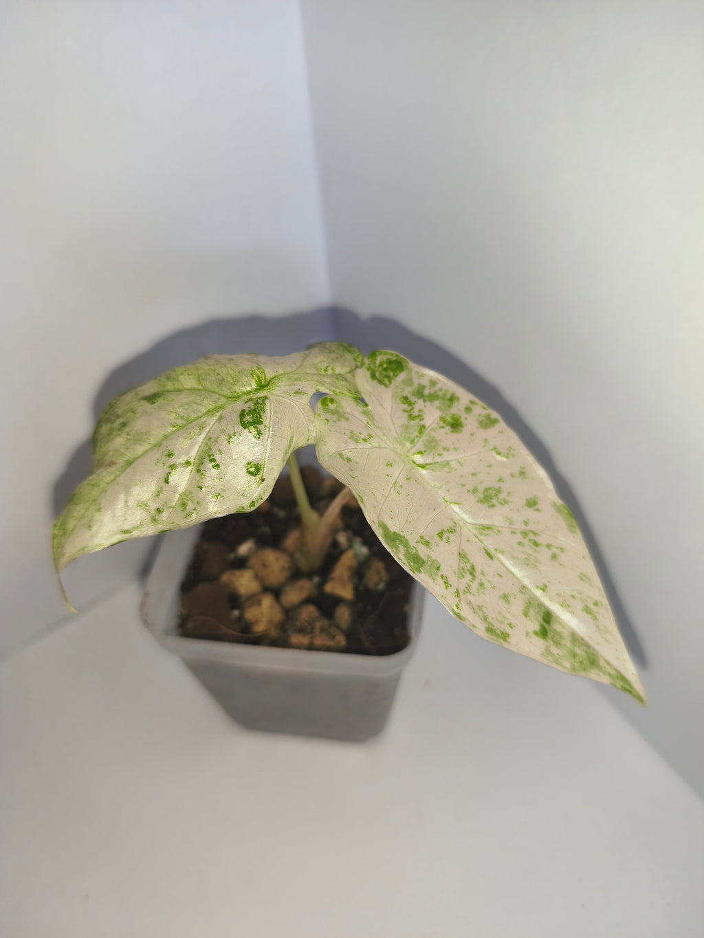 Alocasia Macrorrhiza splash #1