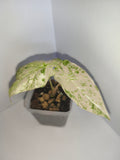 Alocasia Macrorrhiza splash #1