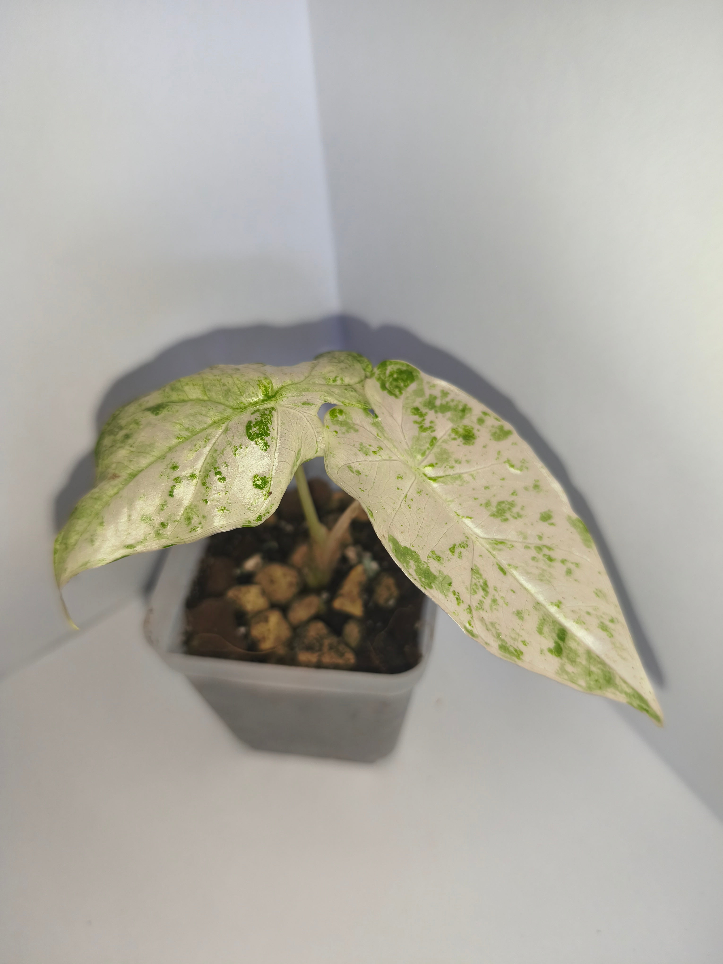 Alocasia Macrorrhiza splash #1