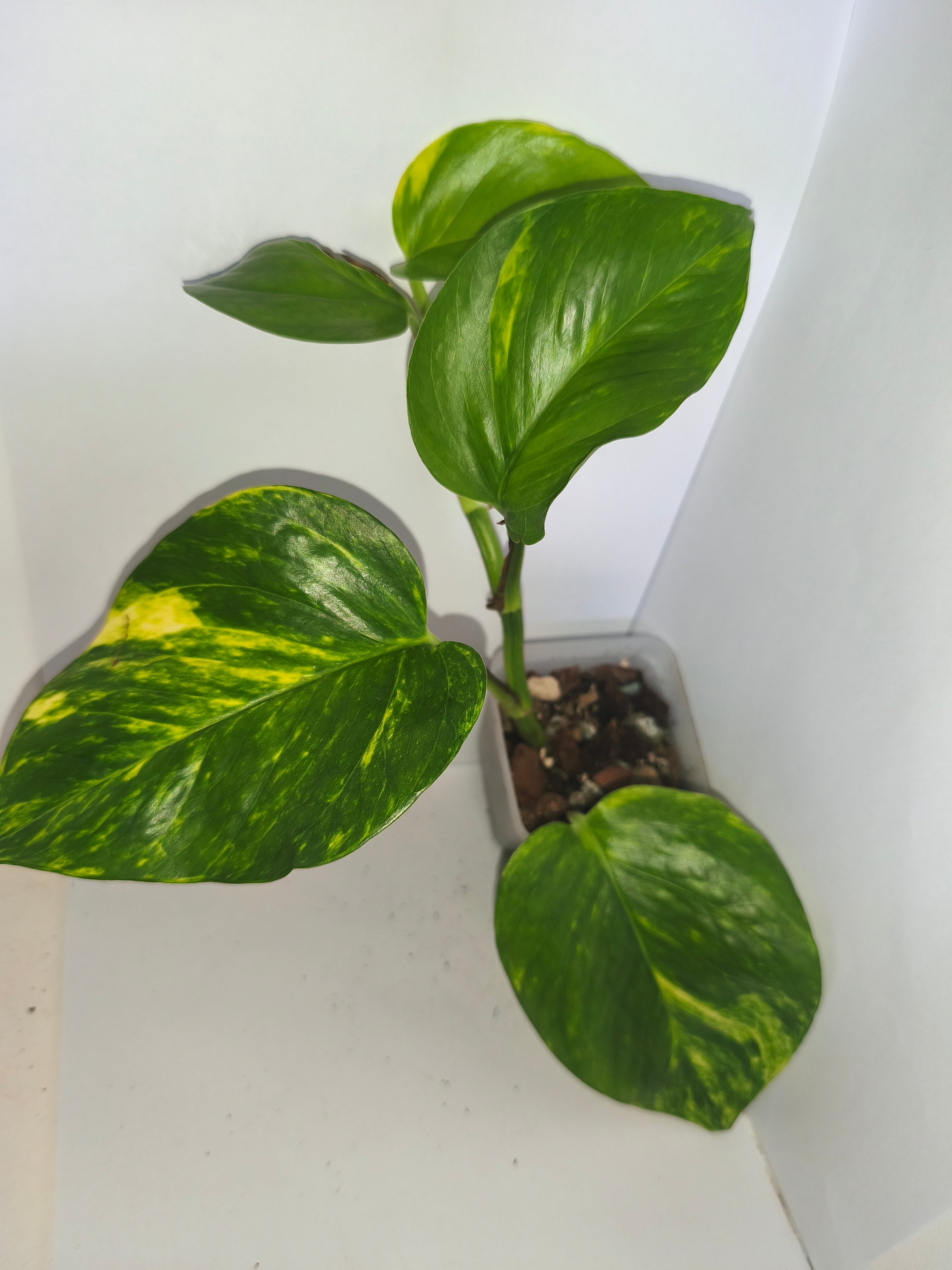 Epipremnum aureum #8