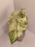 Alocasia Macrorrhiza Splash #8