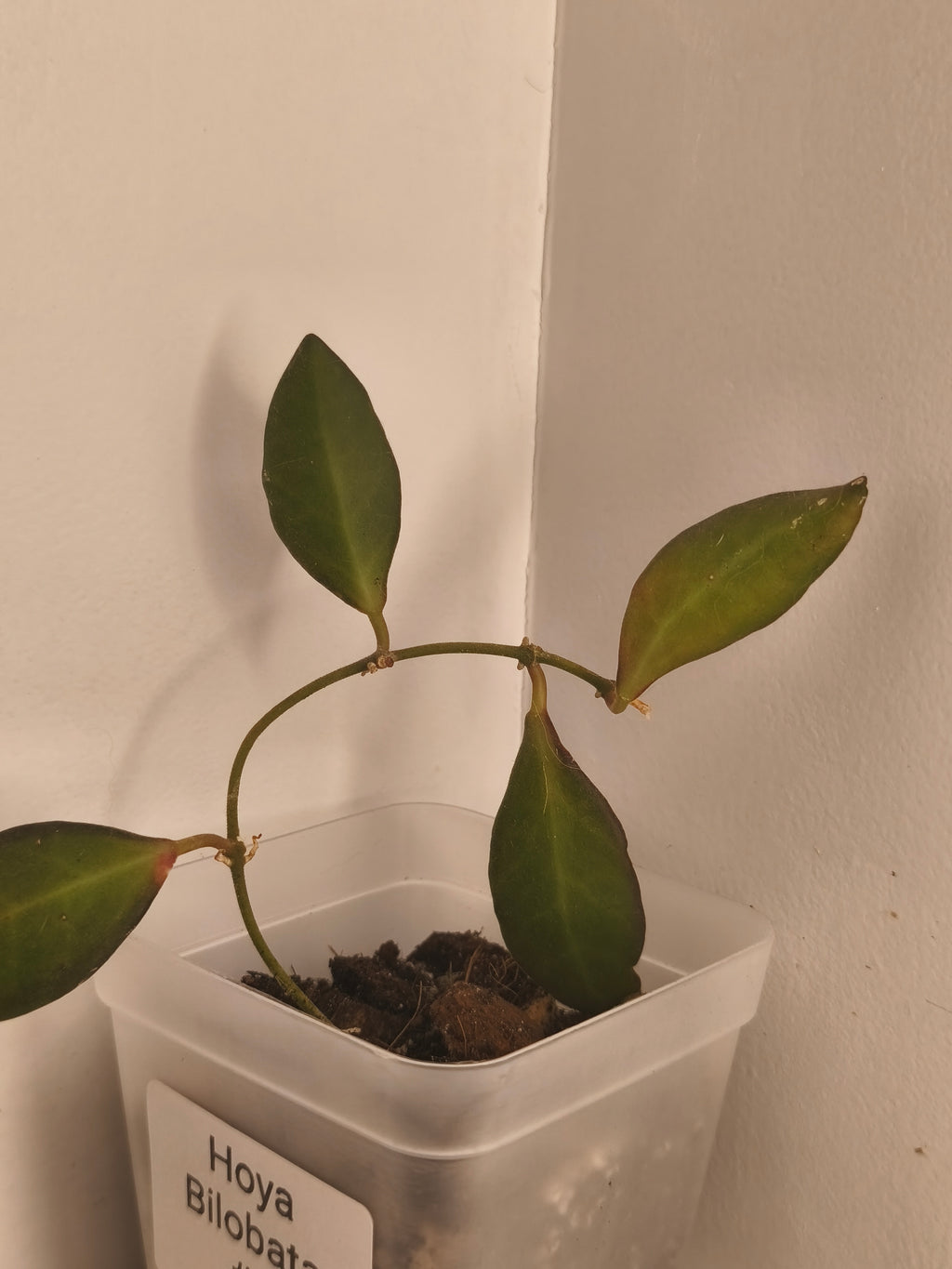 Hoya Bilobata #2